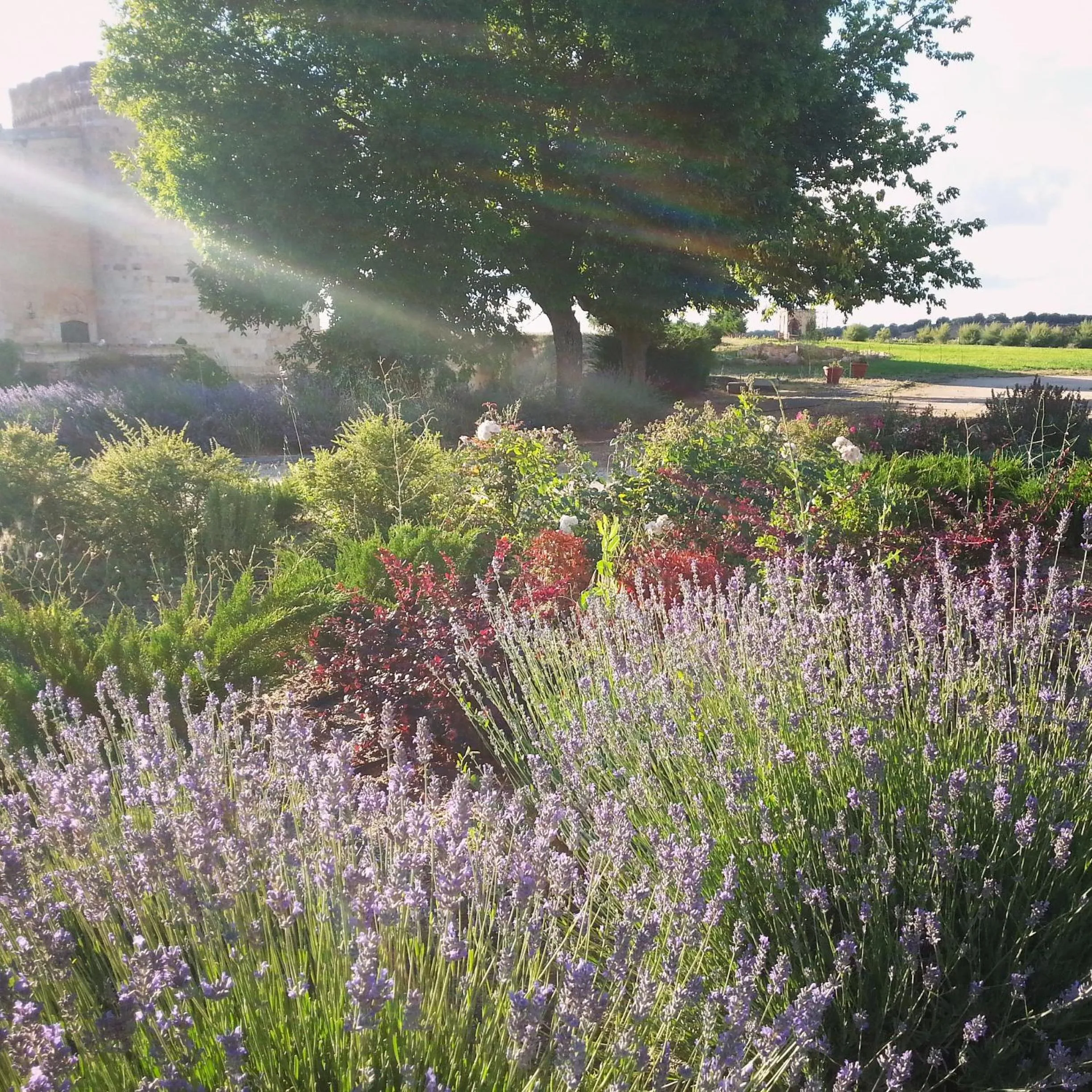 Natural landscape in Posada Real Castillo del Buen Amor