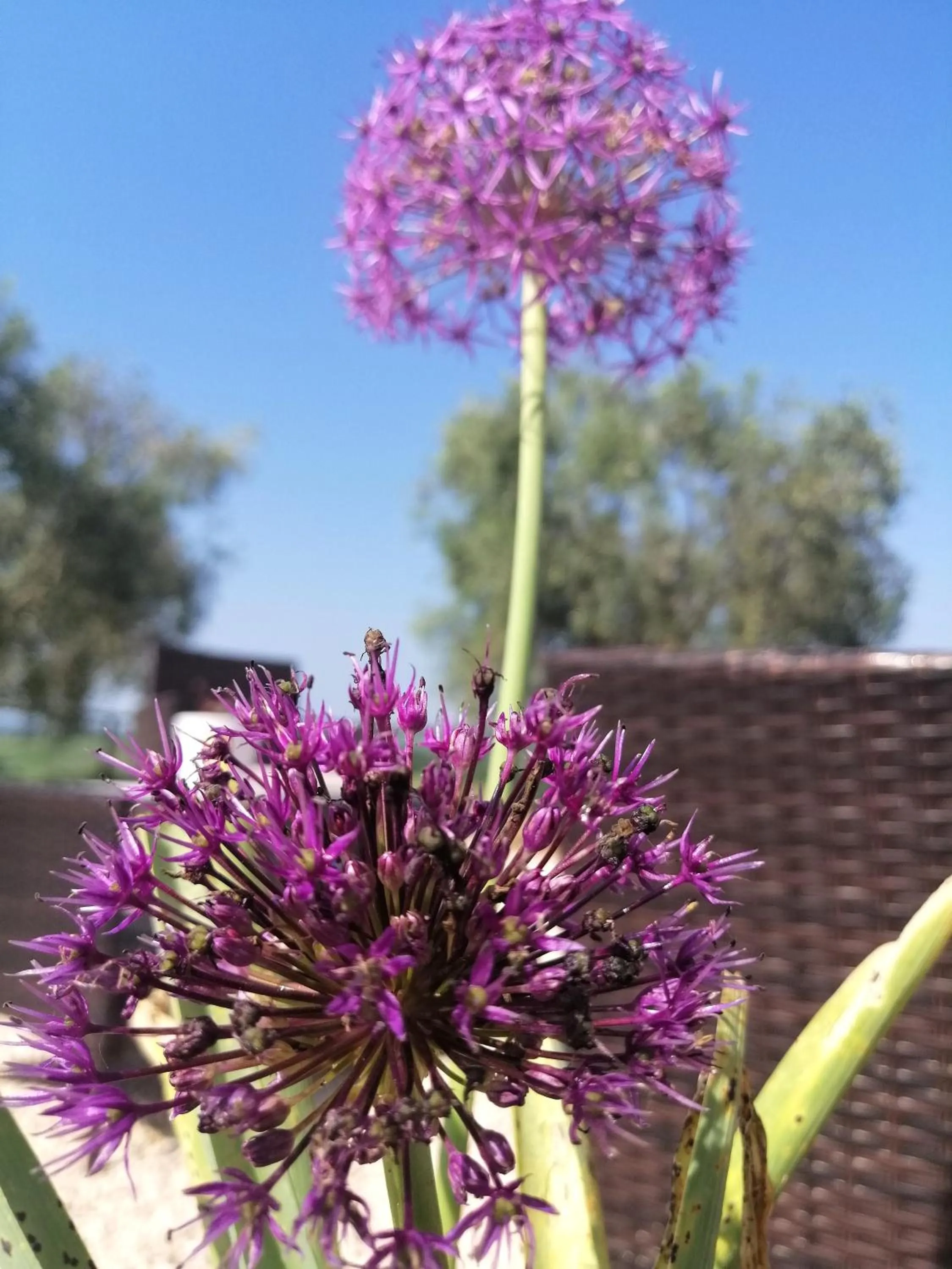 Agriturismo Podere Verdicchio