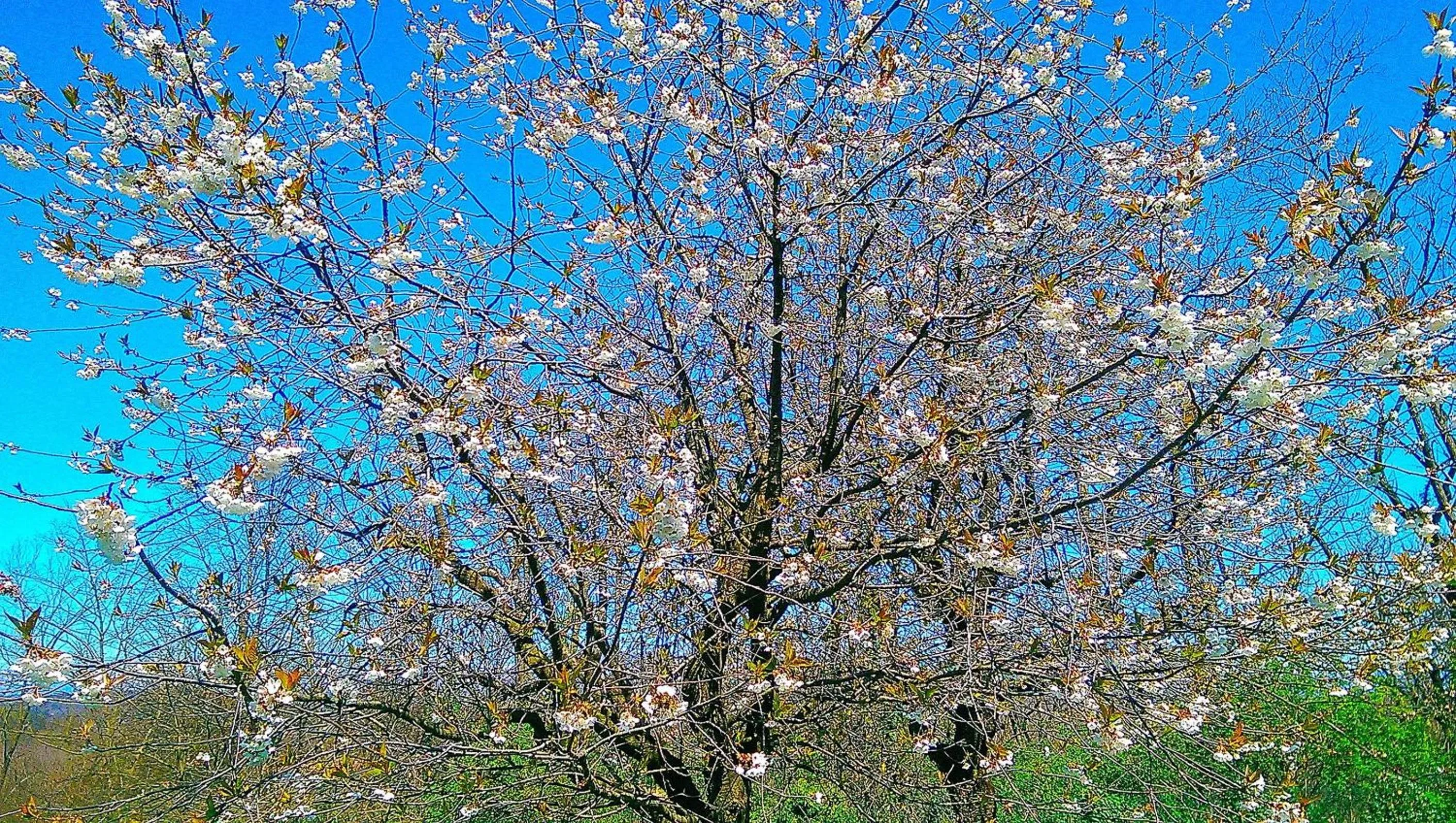 Garden in B&B Vinago Belvedere