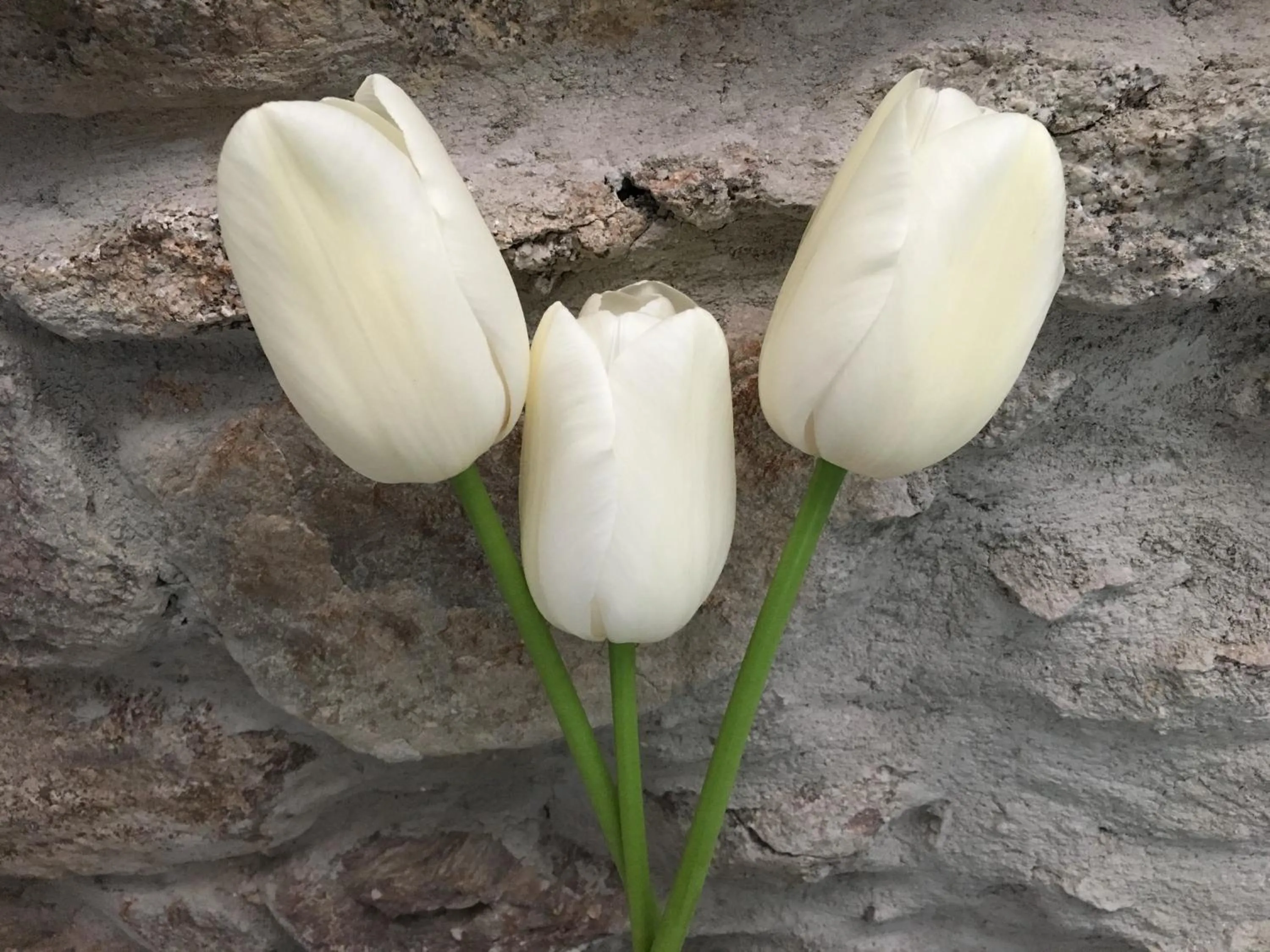 Breakfast in B&B Il Piccolo Principe room and breakfast