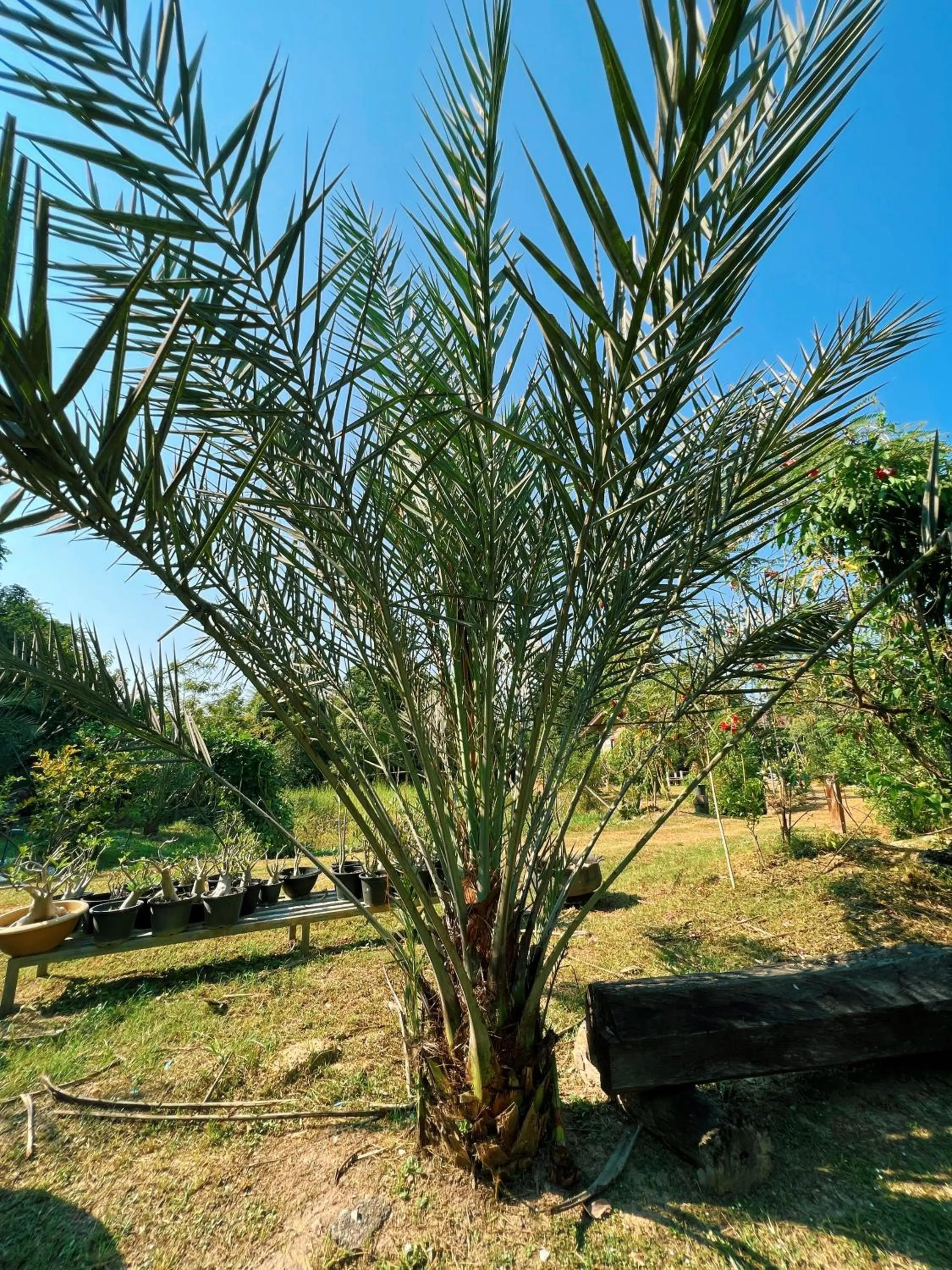 Sukhothai City Resort