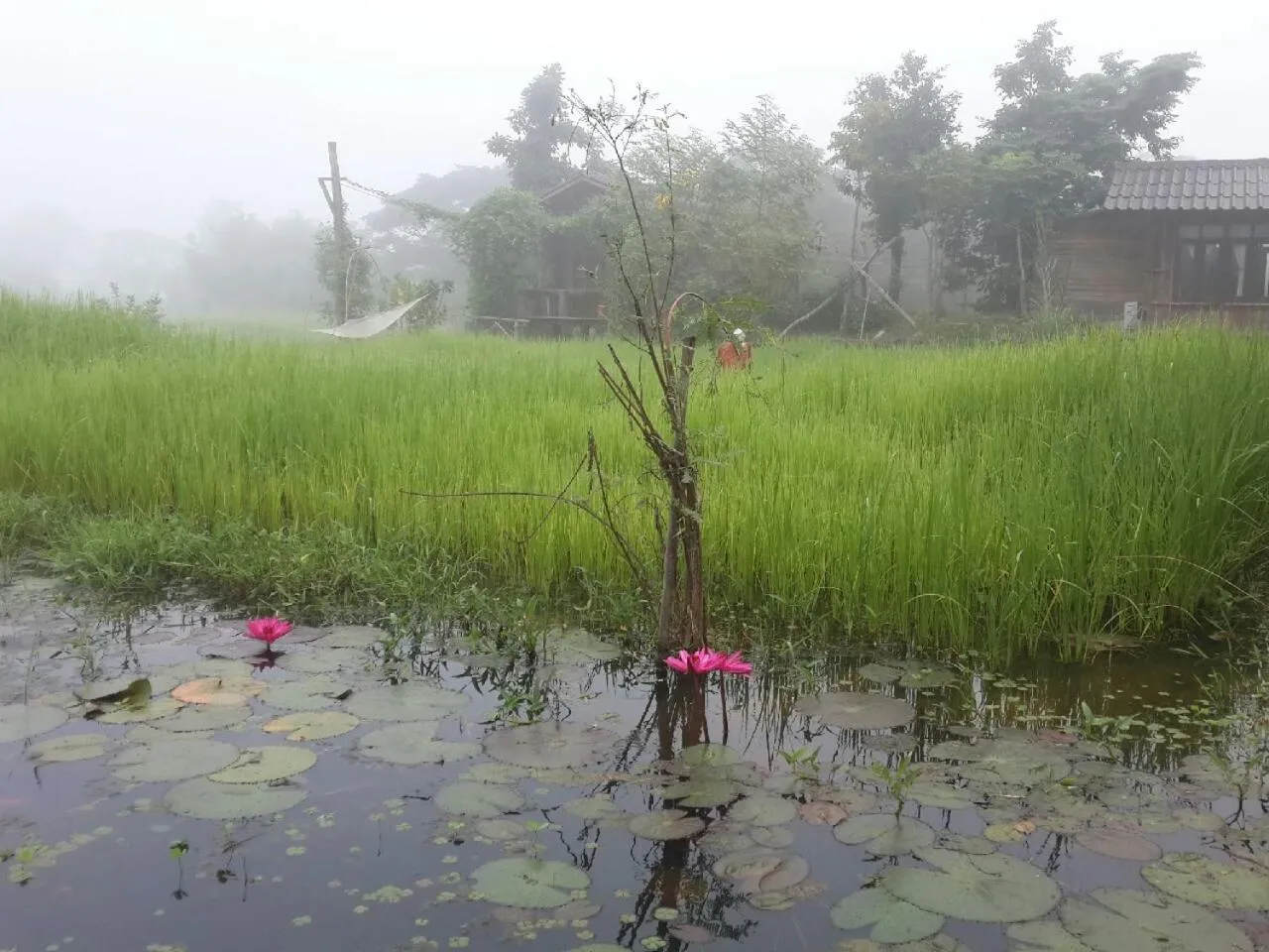 Sunrise in Sukhothai City Resort