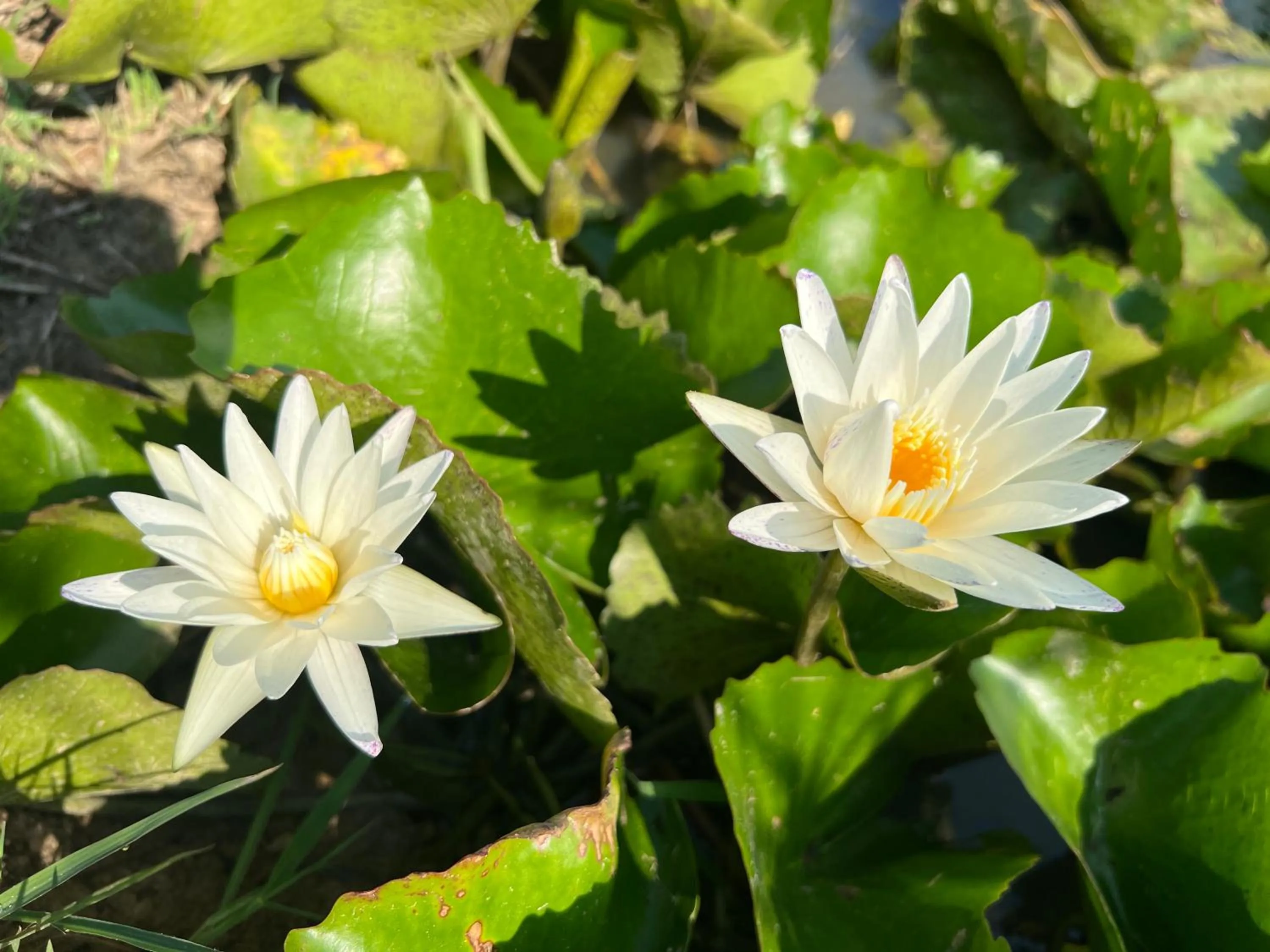 Sukhothai City Resort