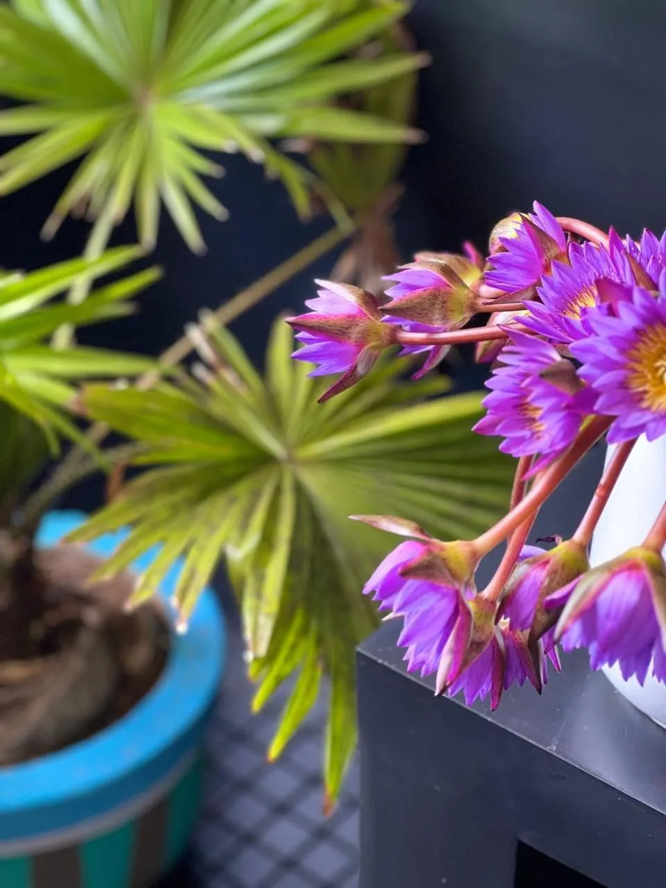 Bathroom in Coconut Palm beach restaurant and rooms
