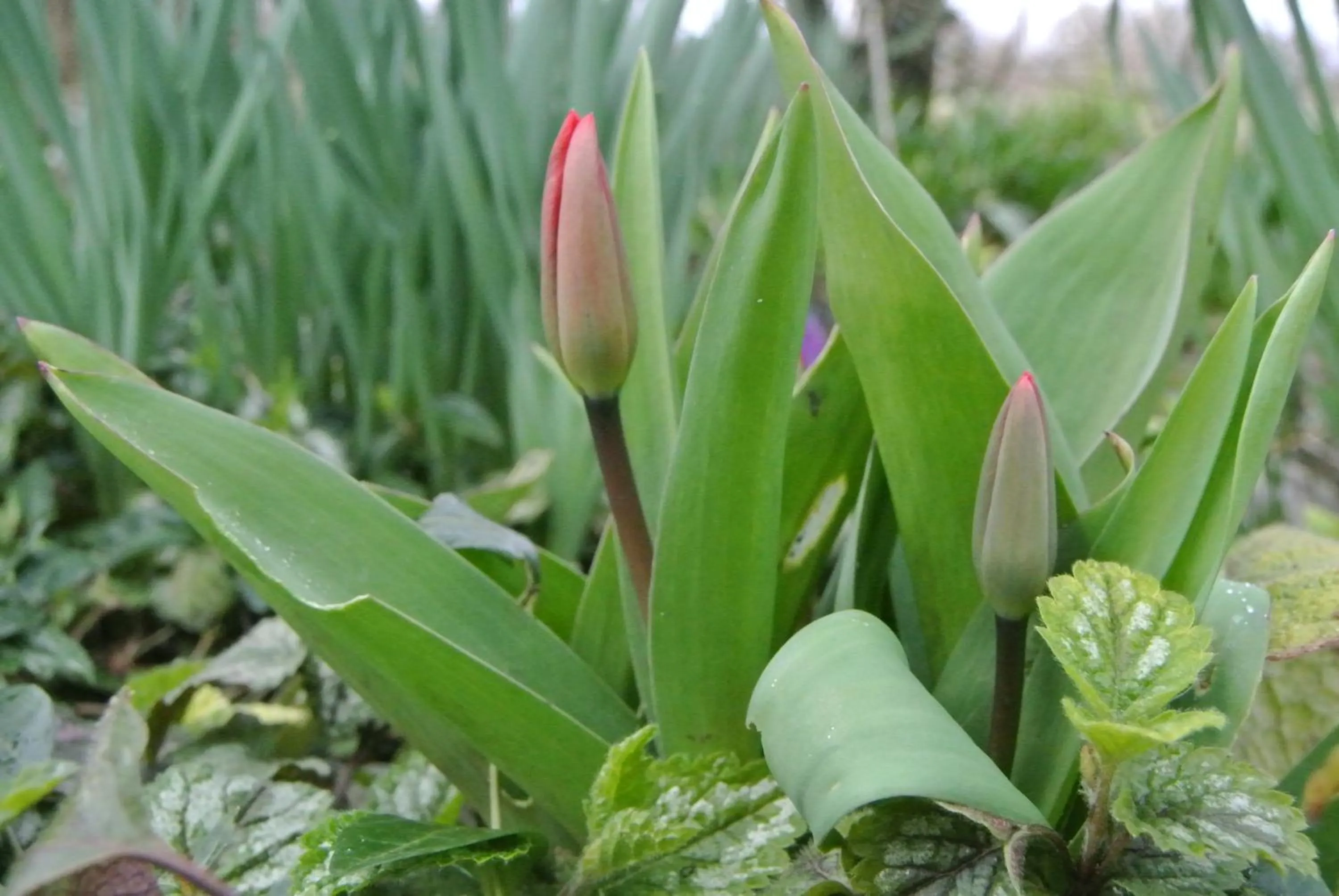 Spring in Appartement Voorhuis en chalet Klein Waterland