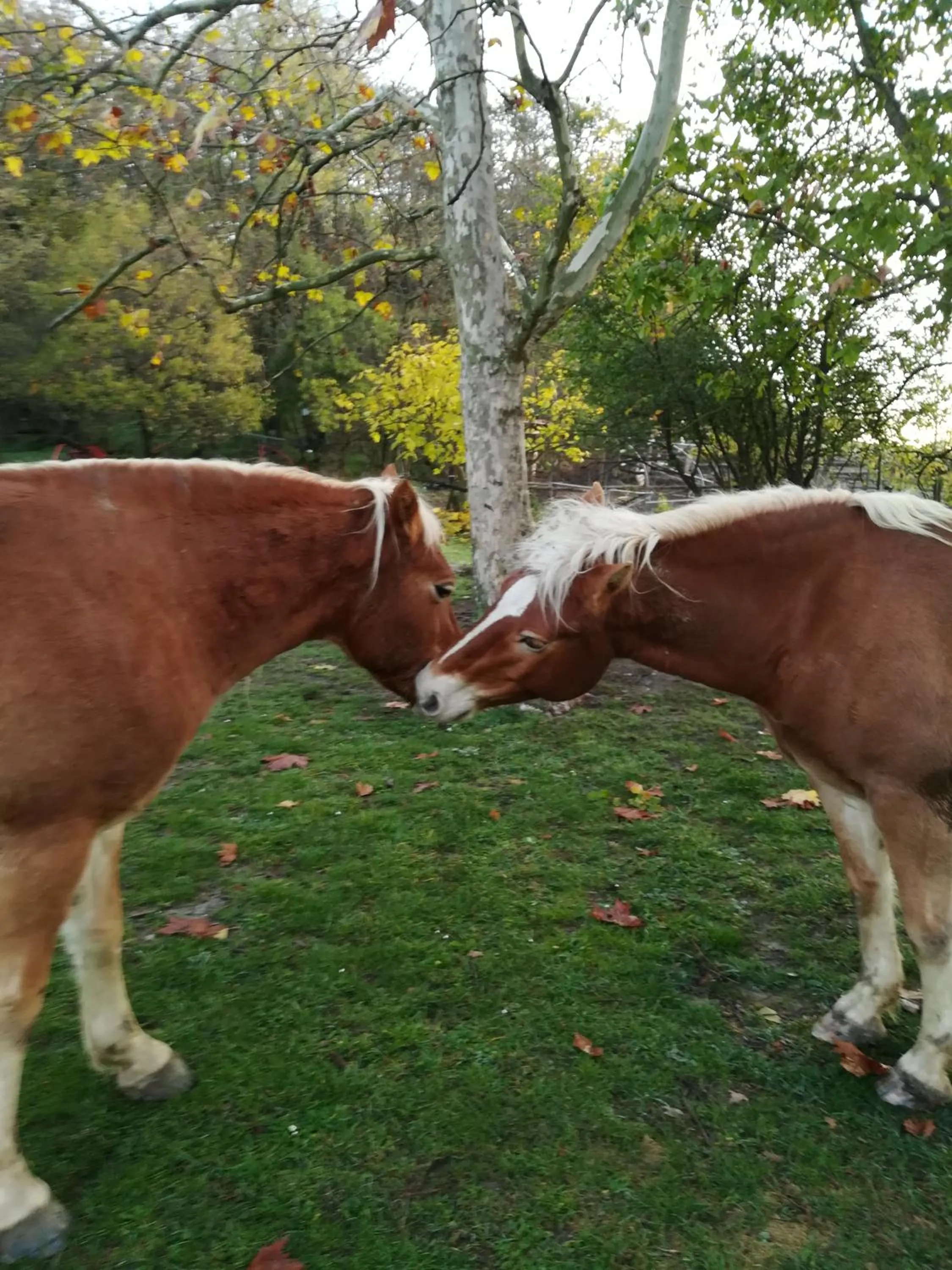 Animals in Monte Termine Country House