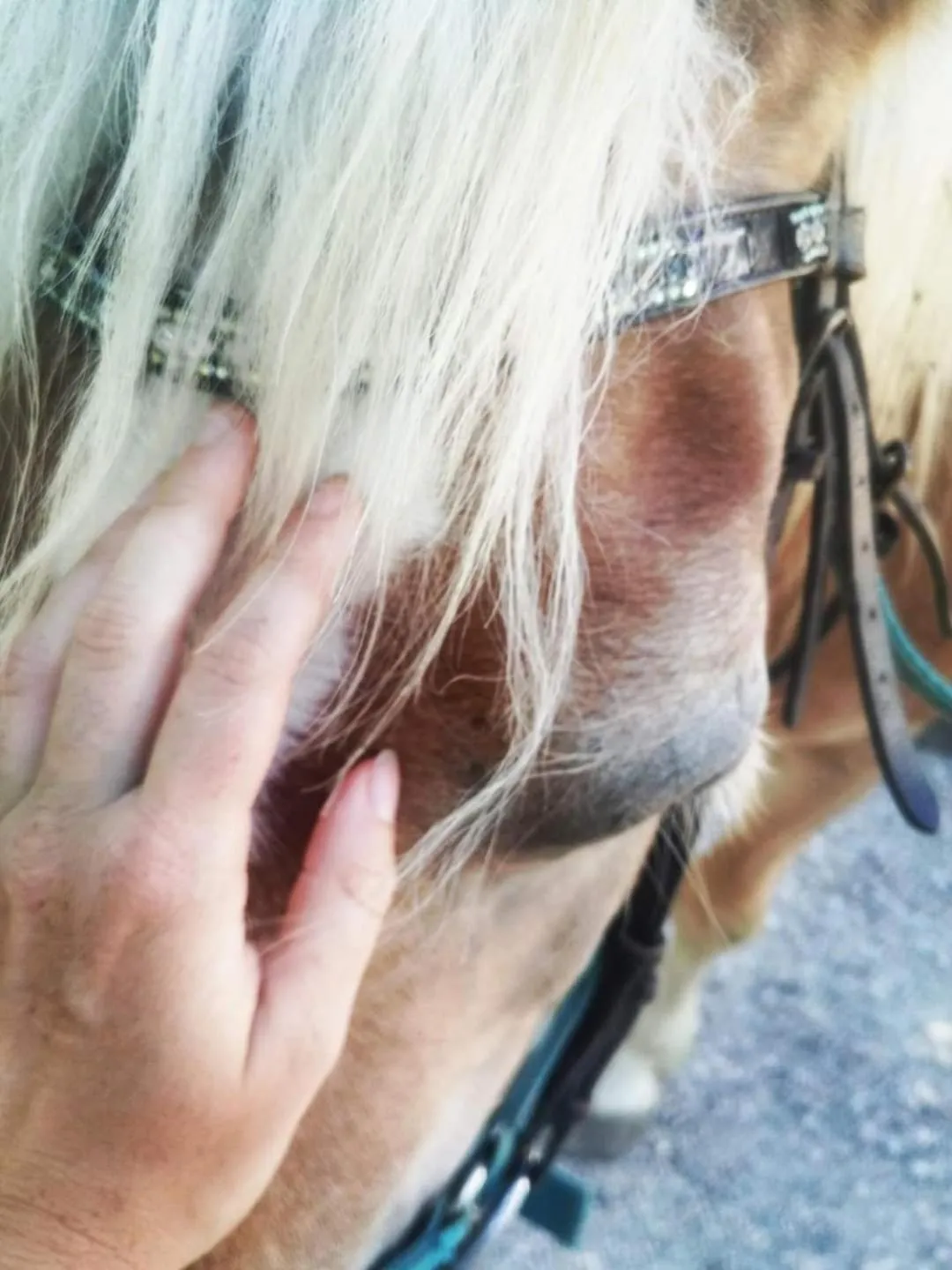 Animals in Monte Termine Country House