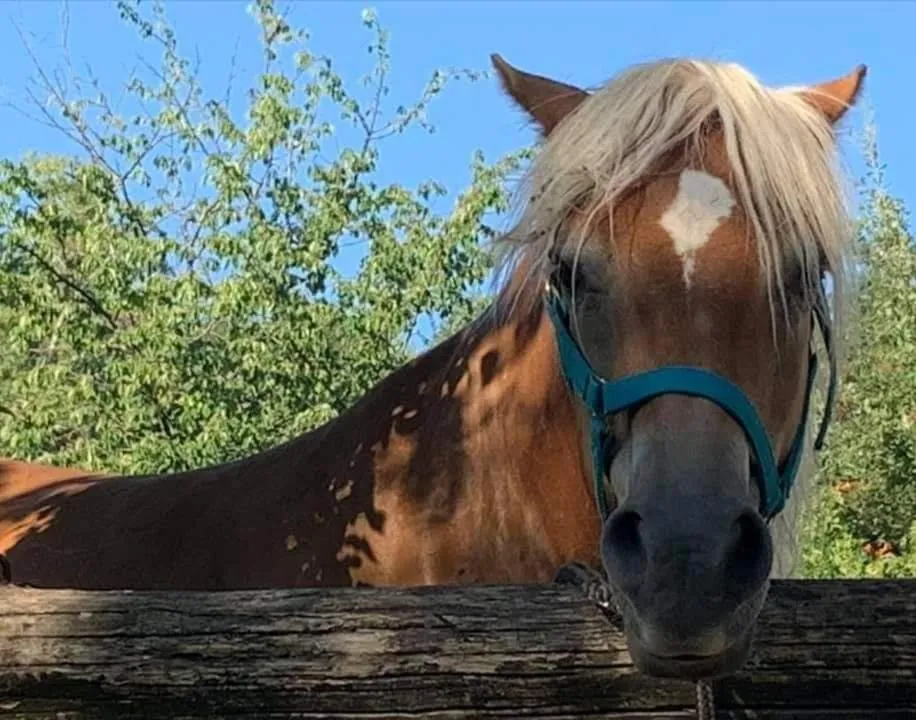 Monte Termine Country House