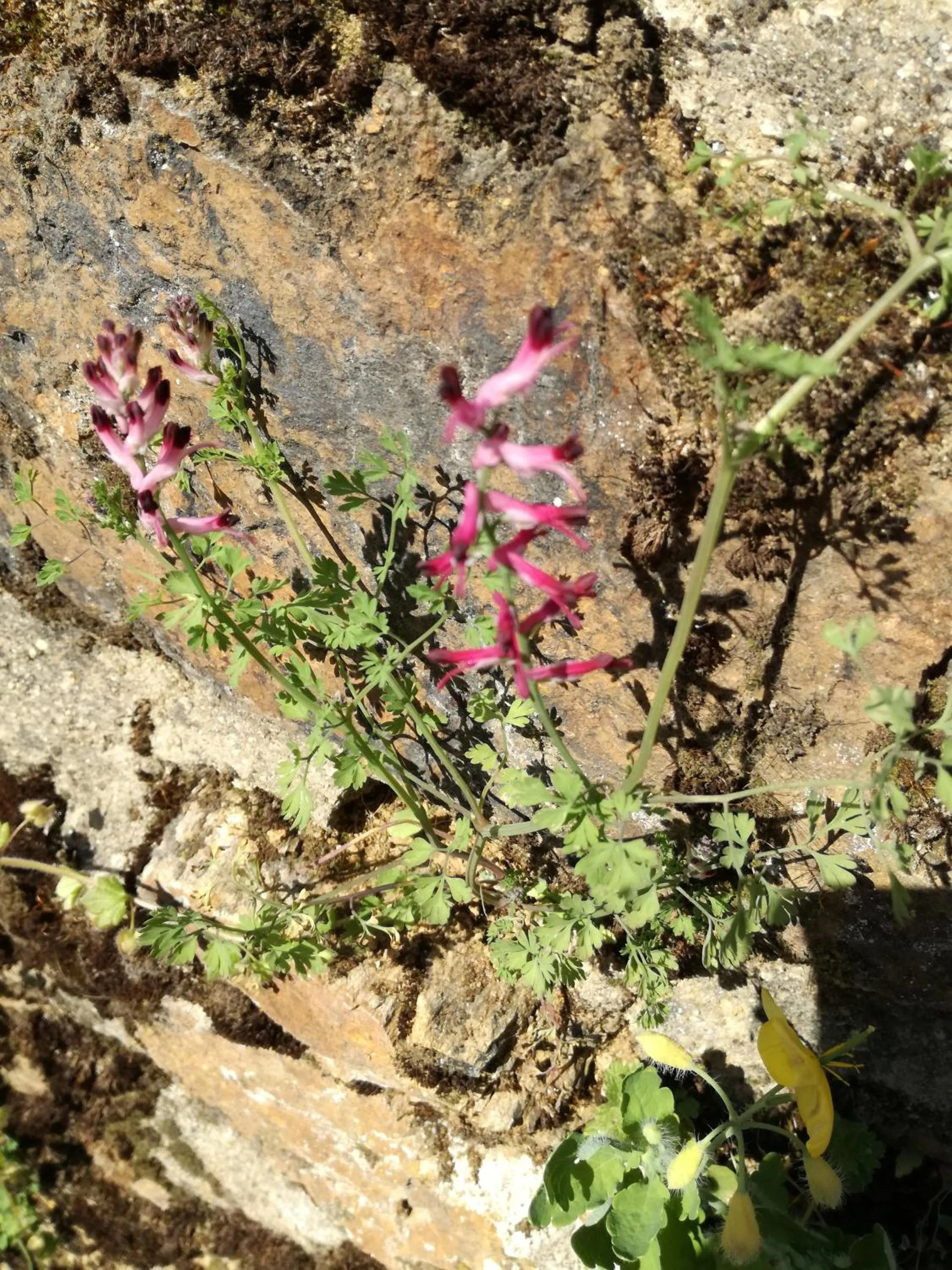 La Posada de Pedrazales