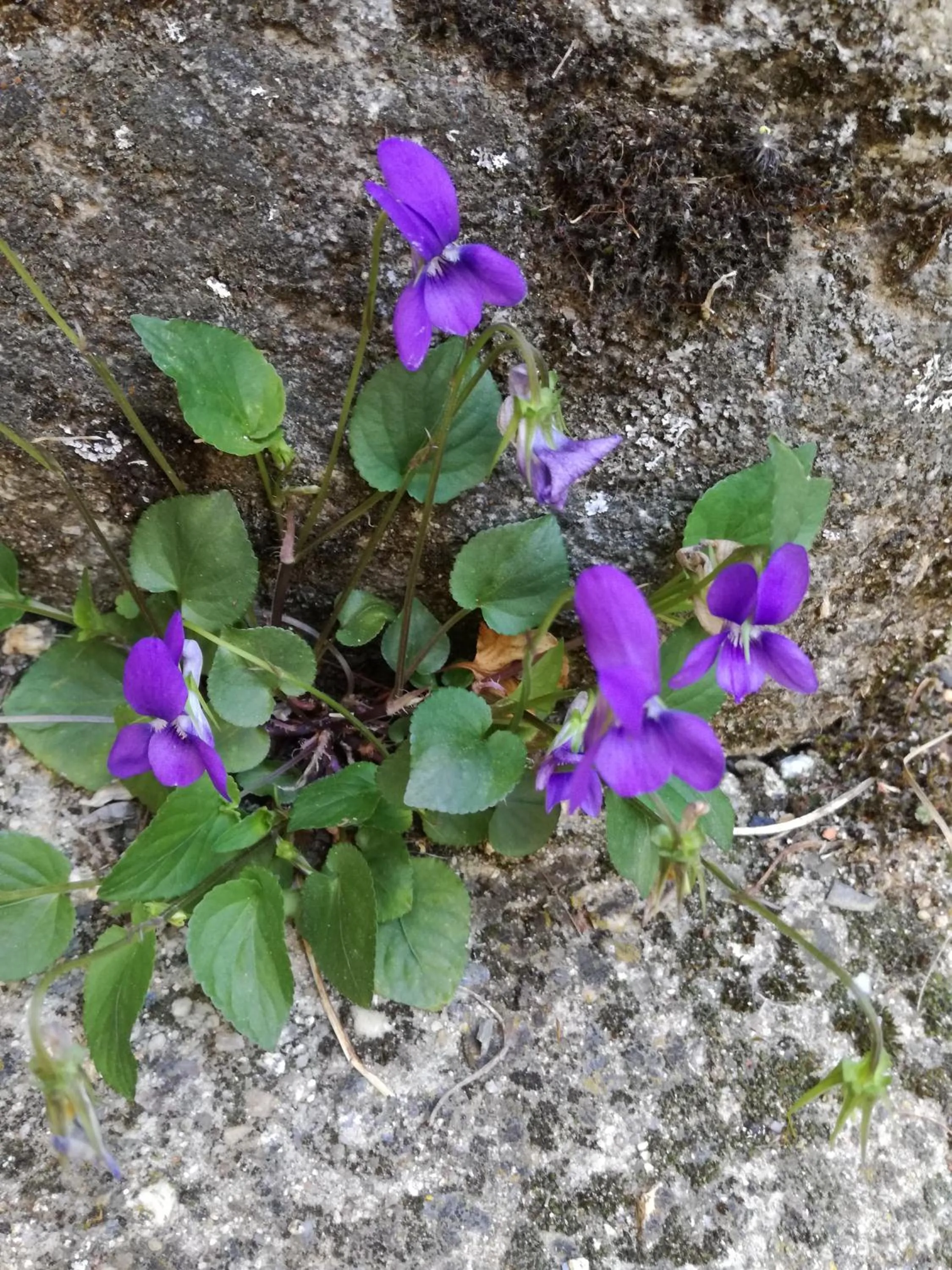 La Posada de Pedrazales