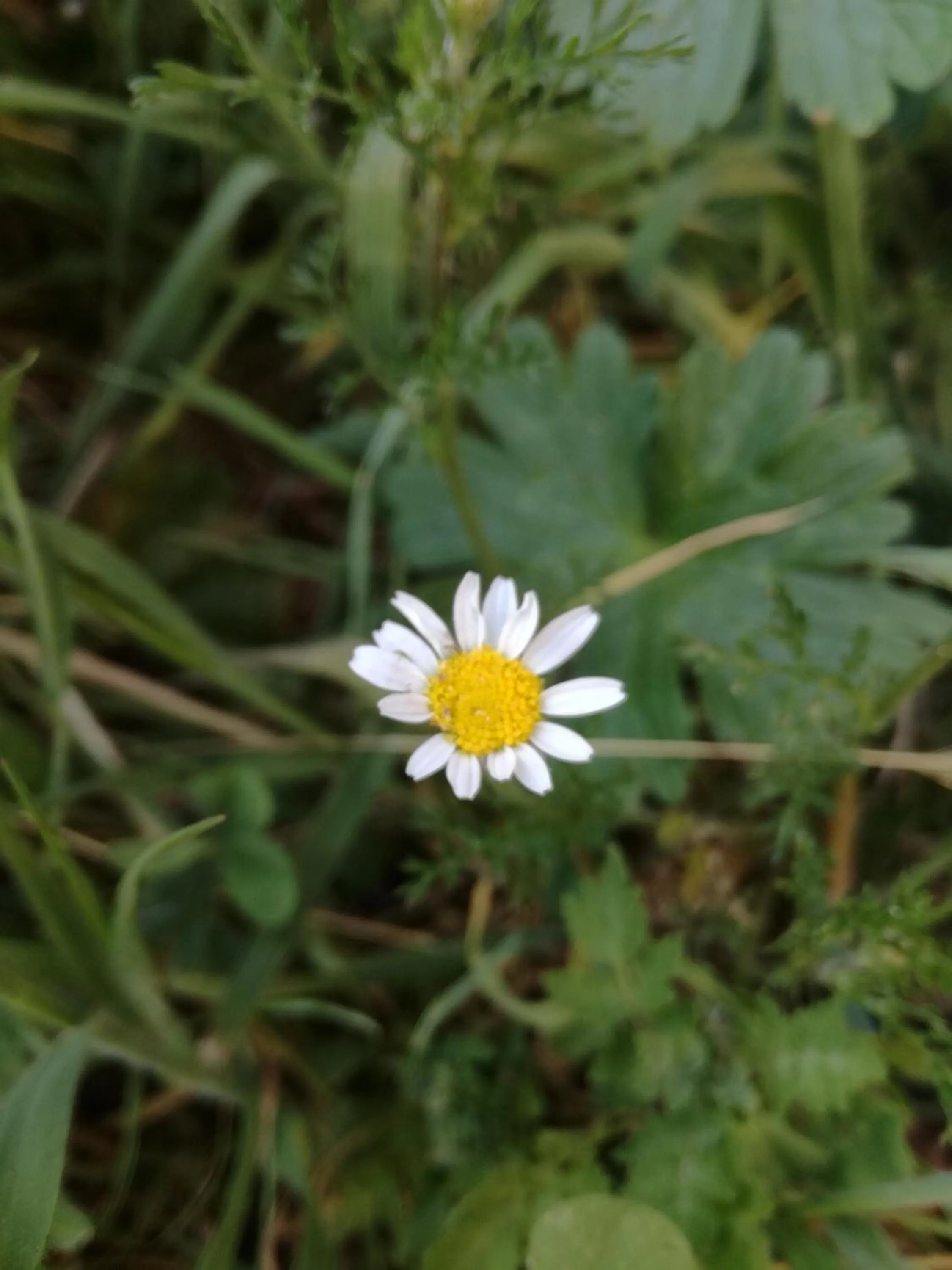 La Posada de Pedrazales