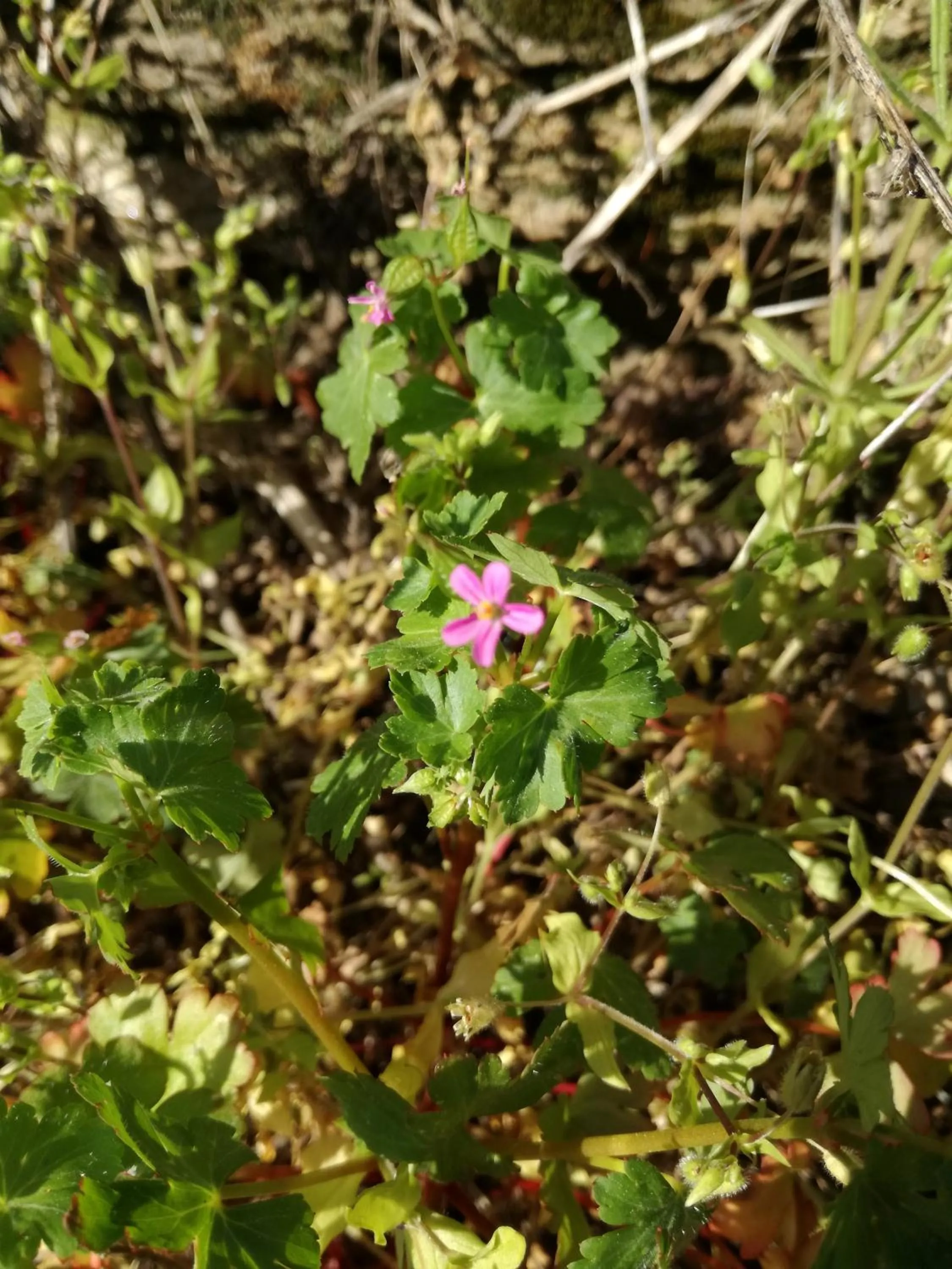 La Posada de Pedrazales
