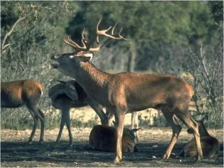 La Posada de Pedrazales