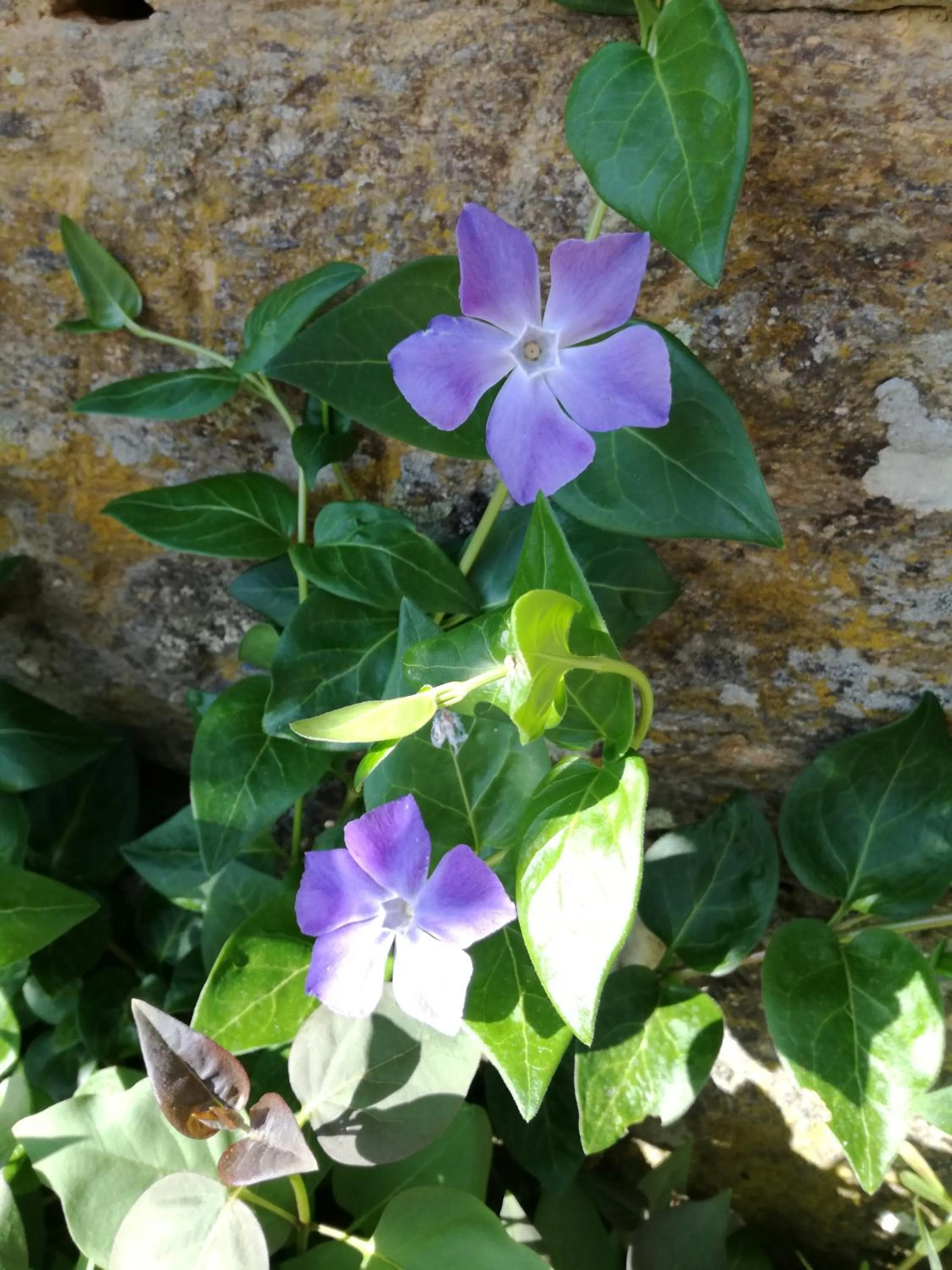 La Posada de Pedrazales