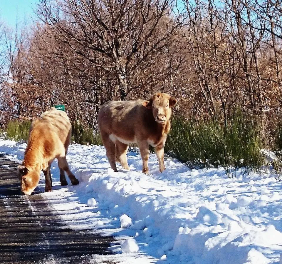 La Posada de Pedrazales