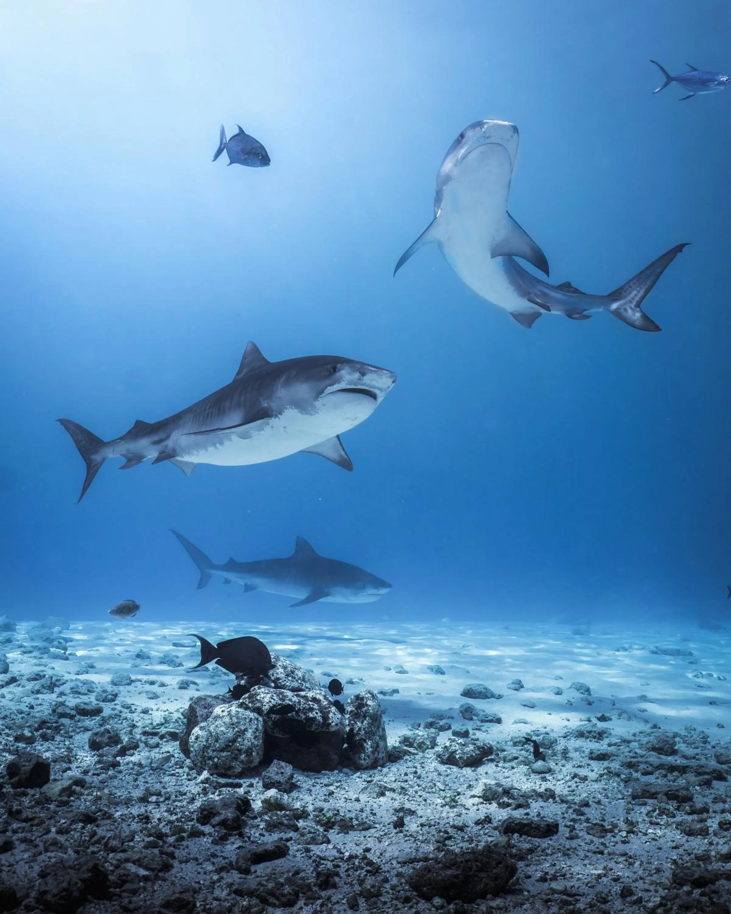 Diving in Ocean Pearl Fuvahmulah