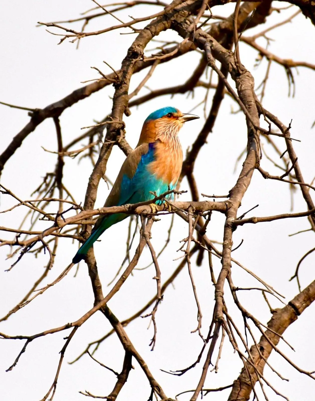 Animals in Bougainvilla Mountain Retreat, near Bhimtal