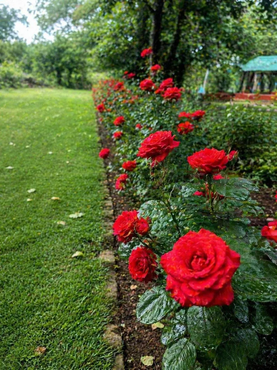 Garden view in Bougainvilla Mountain Retreat, near Bhimtal