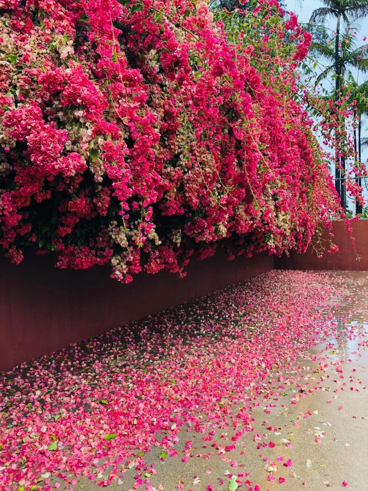 Garden in Bougainvilla Mountain Retreat, near Bhimtal