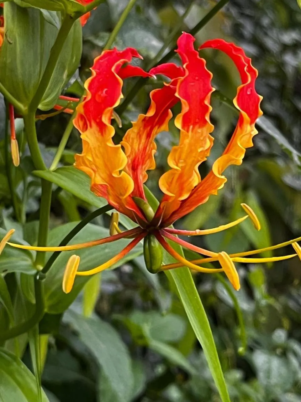 Spring in Bougainvilla Mountain Retreat, near Bhimtal