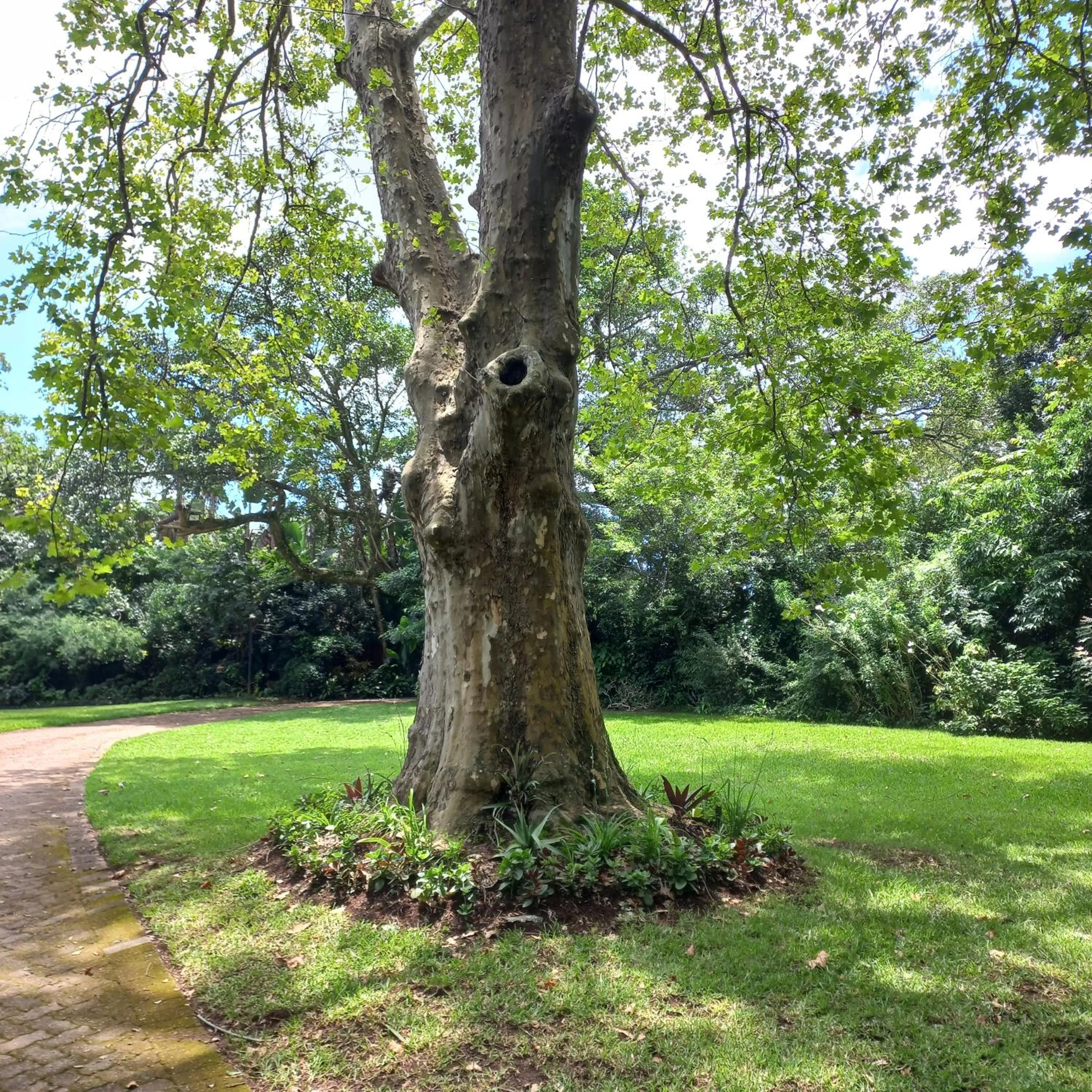 Garden in 18 Pioneer BnB