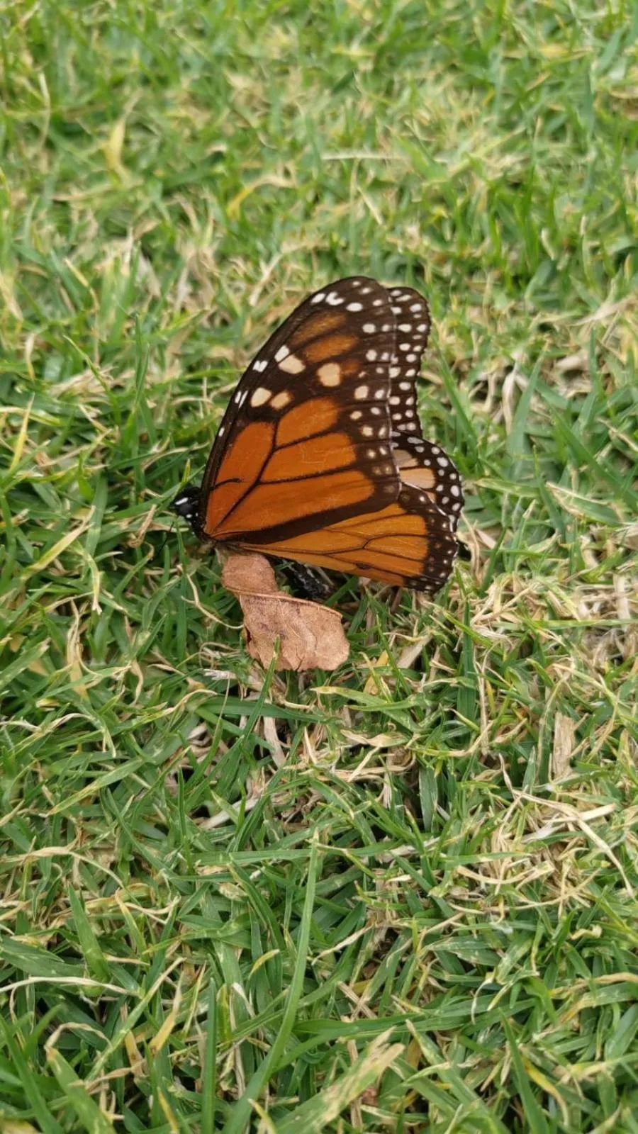 Animals in Hotel Rancho Las Margaritas