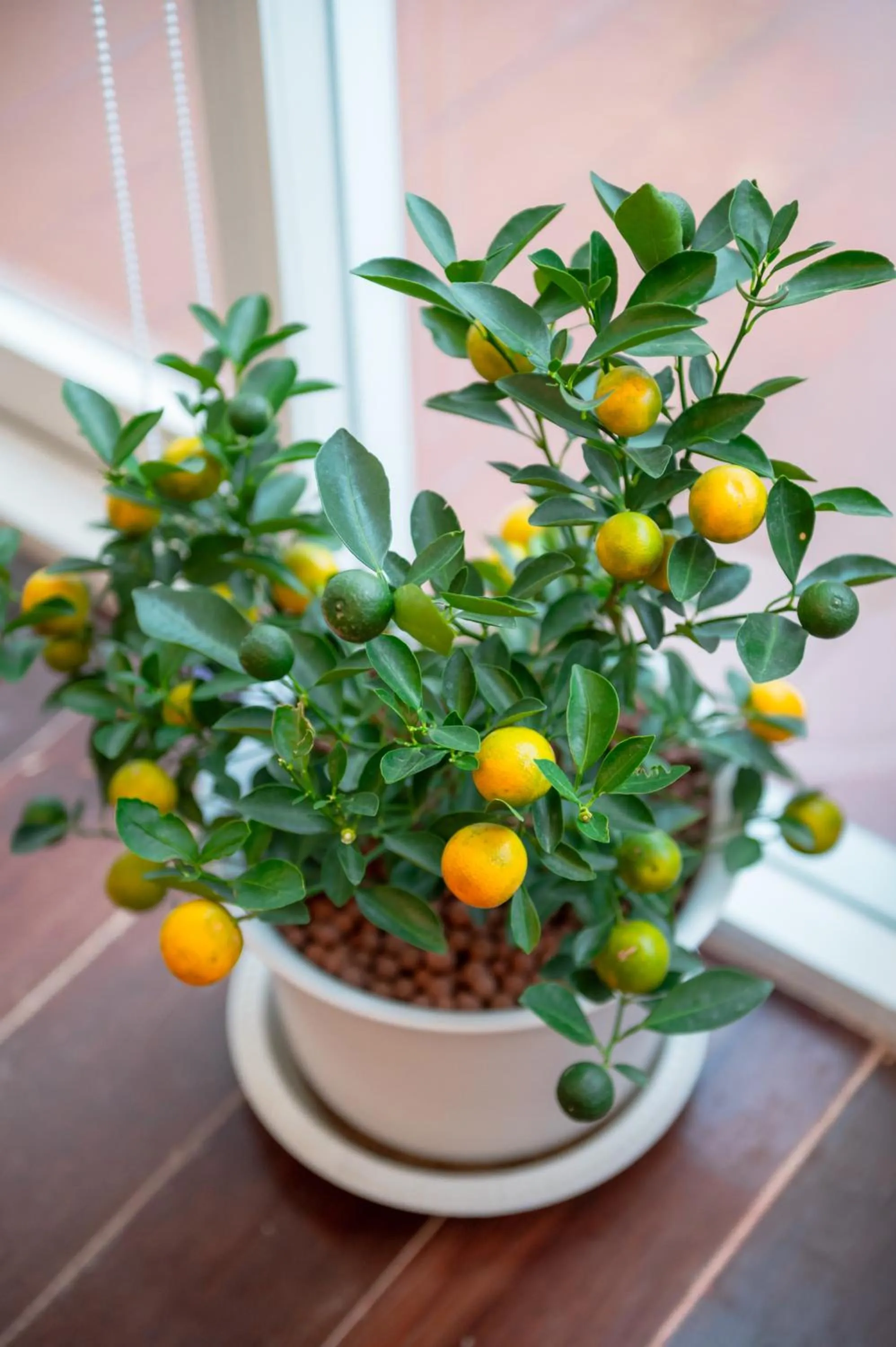 Activities in IHOC - Phuket OldTown