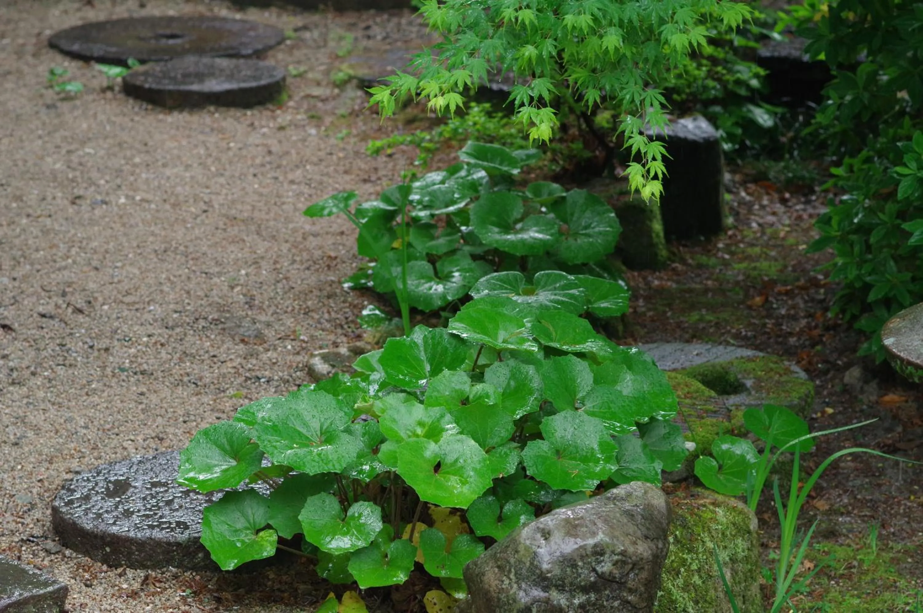 Natural landscape in Ohana
