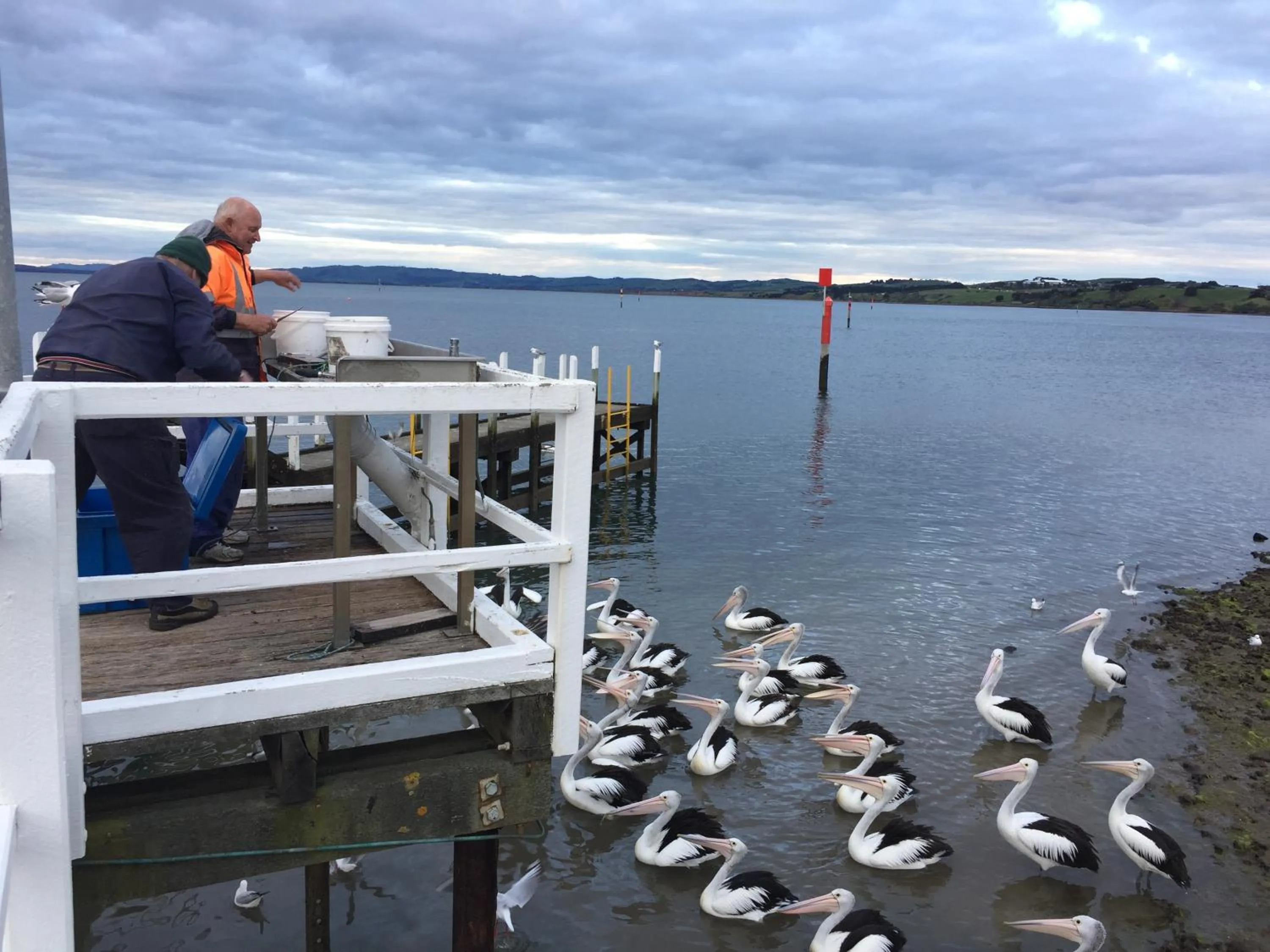 Animals in Pelicans Motel San Remo