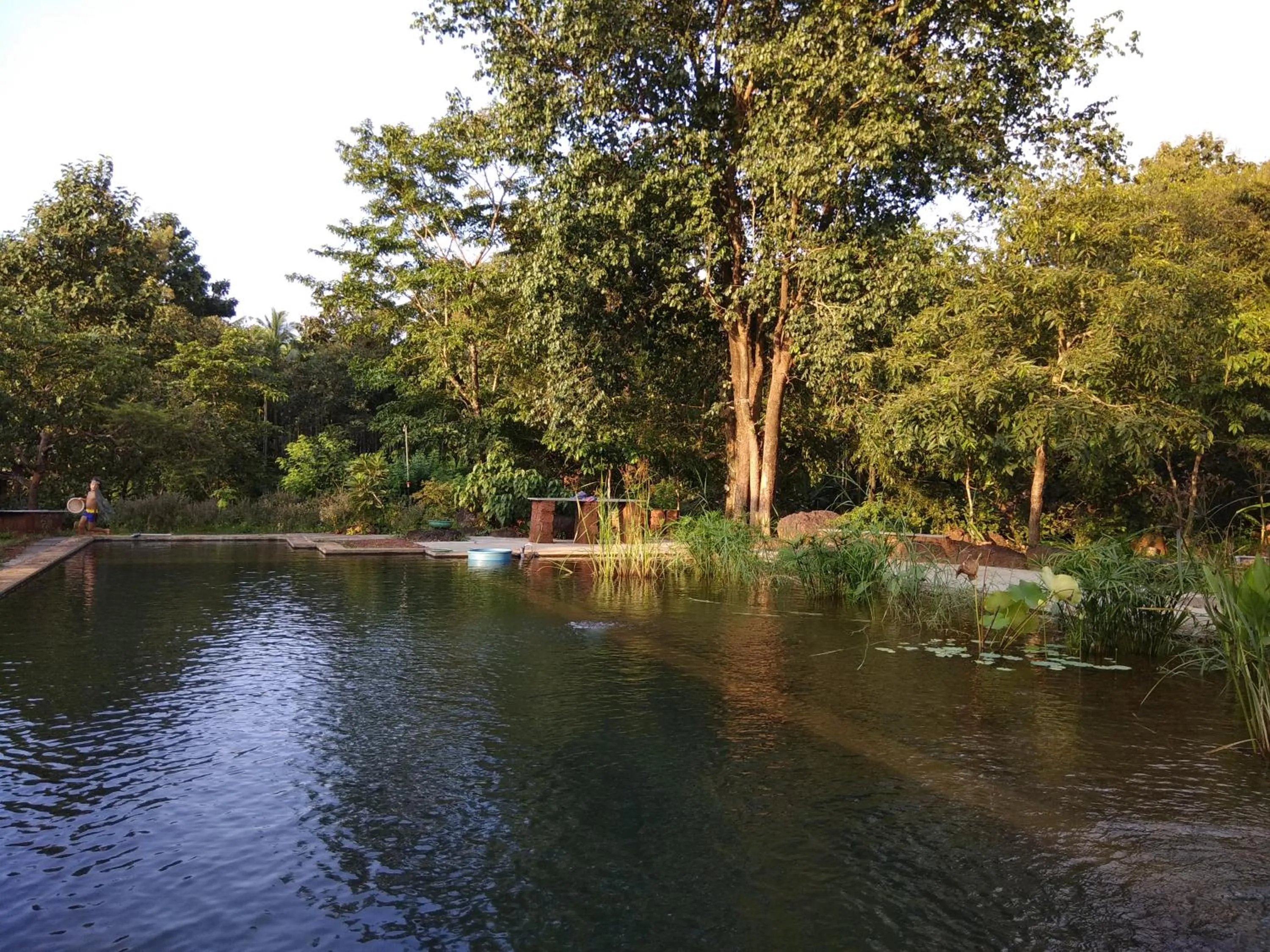 Swimming pool in Dudhsagar Plantation