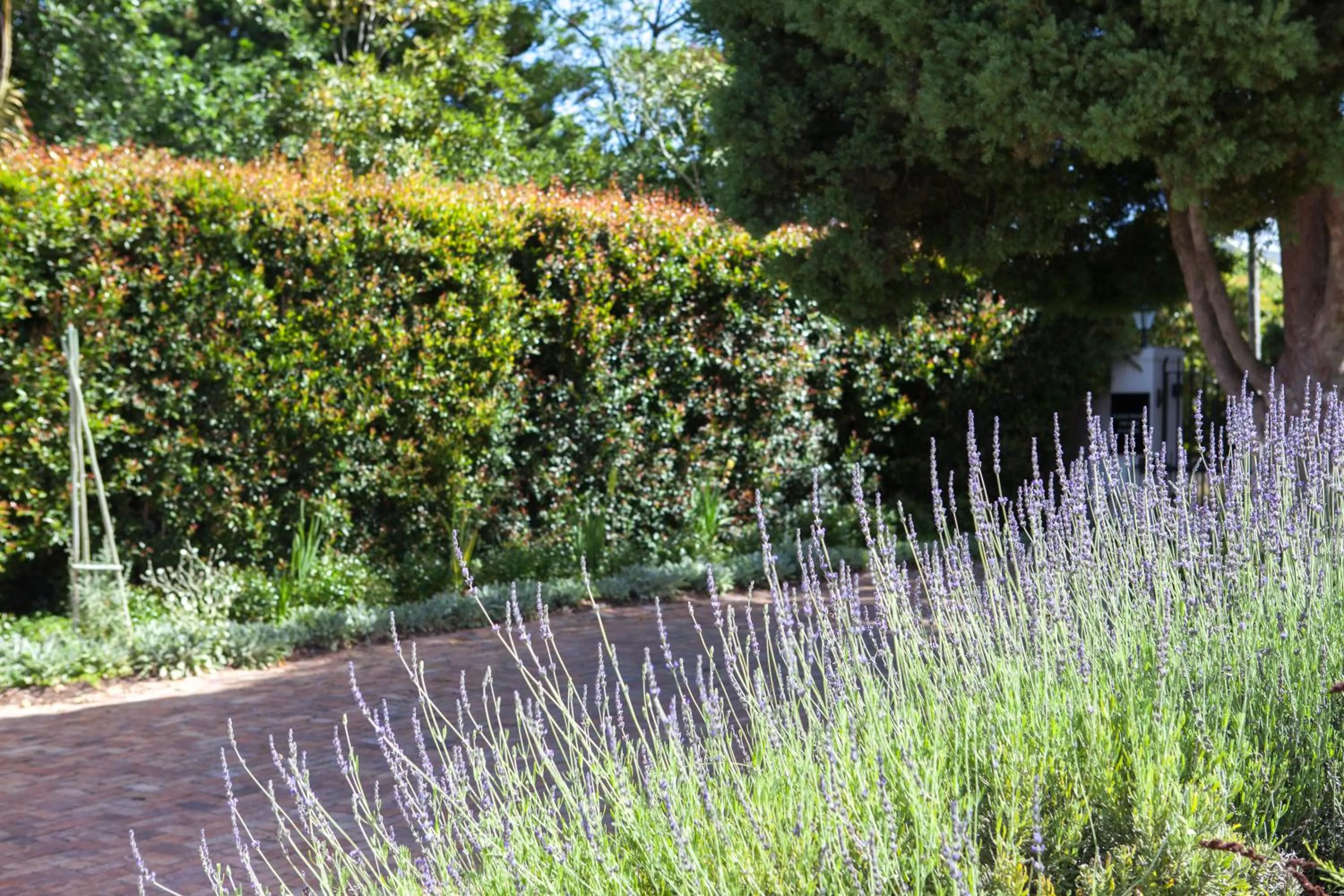 Garden in 33 Strawberry Lane - Studio and Cottage