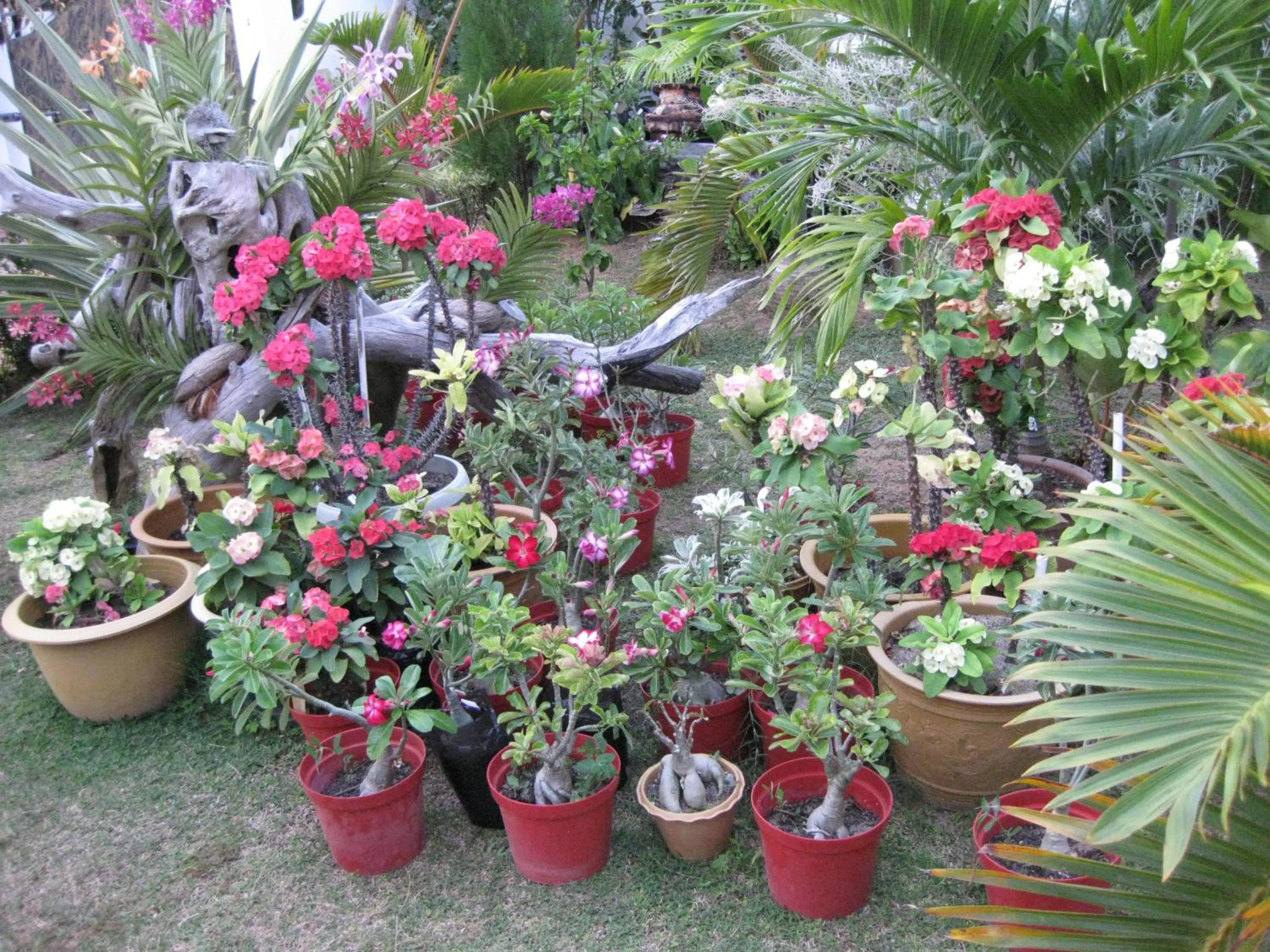 Garden in Le Bonheur Villa