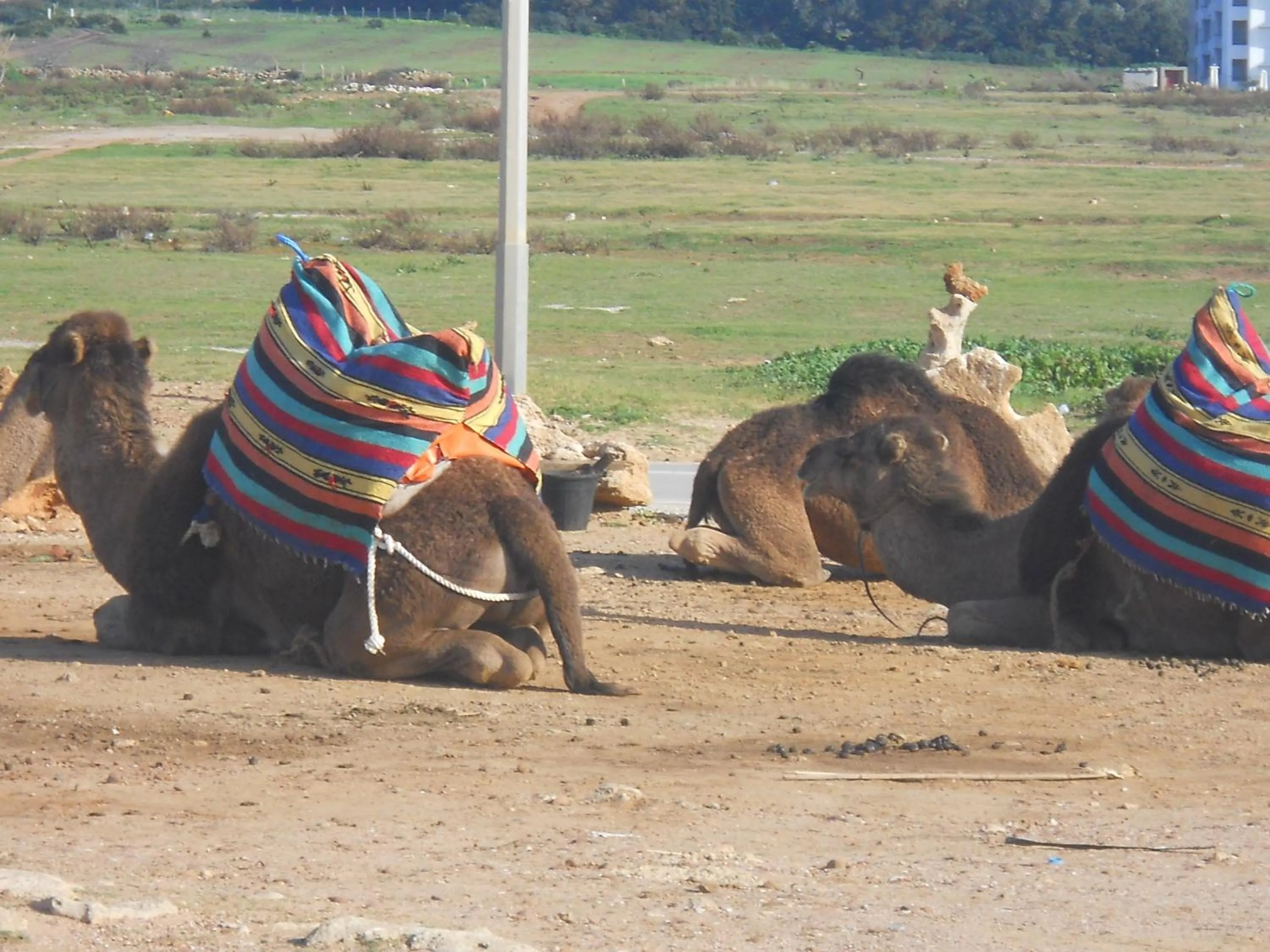 Horse-riding in Villa Tanger Cap Spartel Vue sur mer