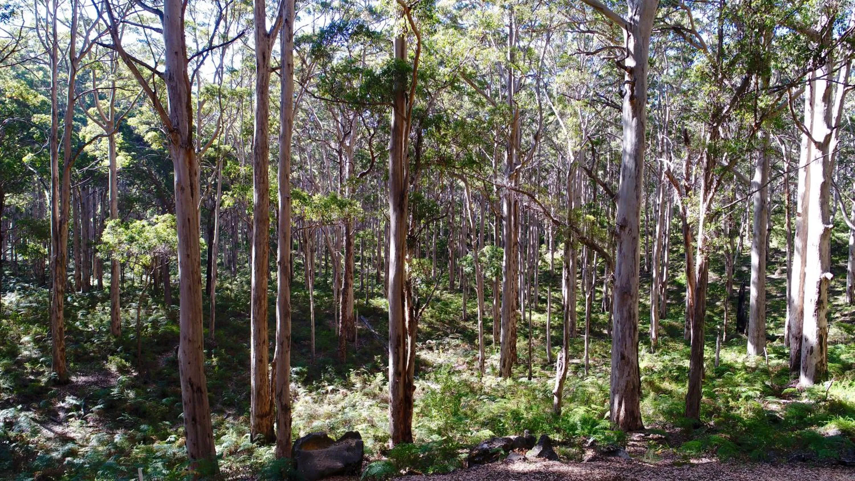 Natural landscape in Margaret River Beach Apartments
