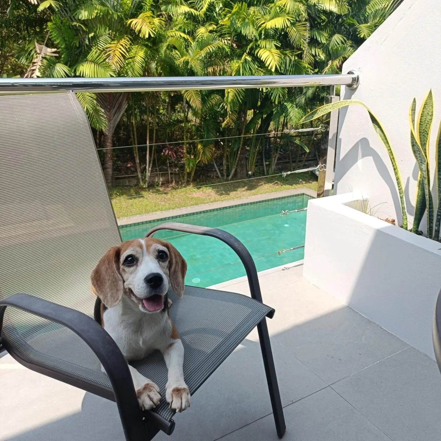 pet friendly in Kokotel Khao Lak Isara Casa