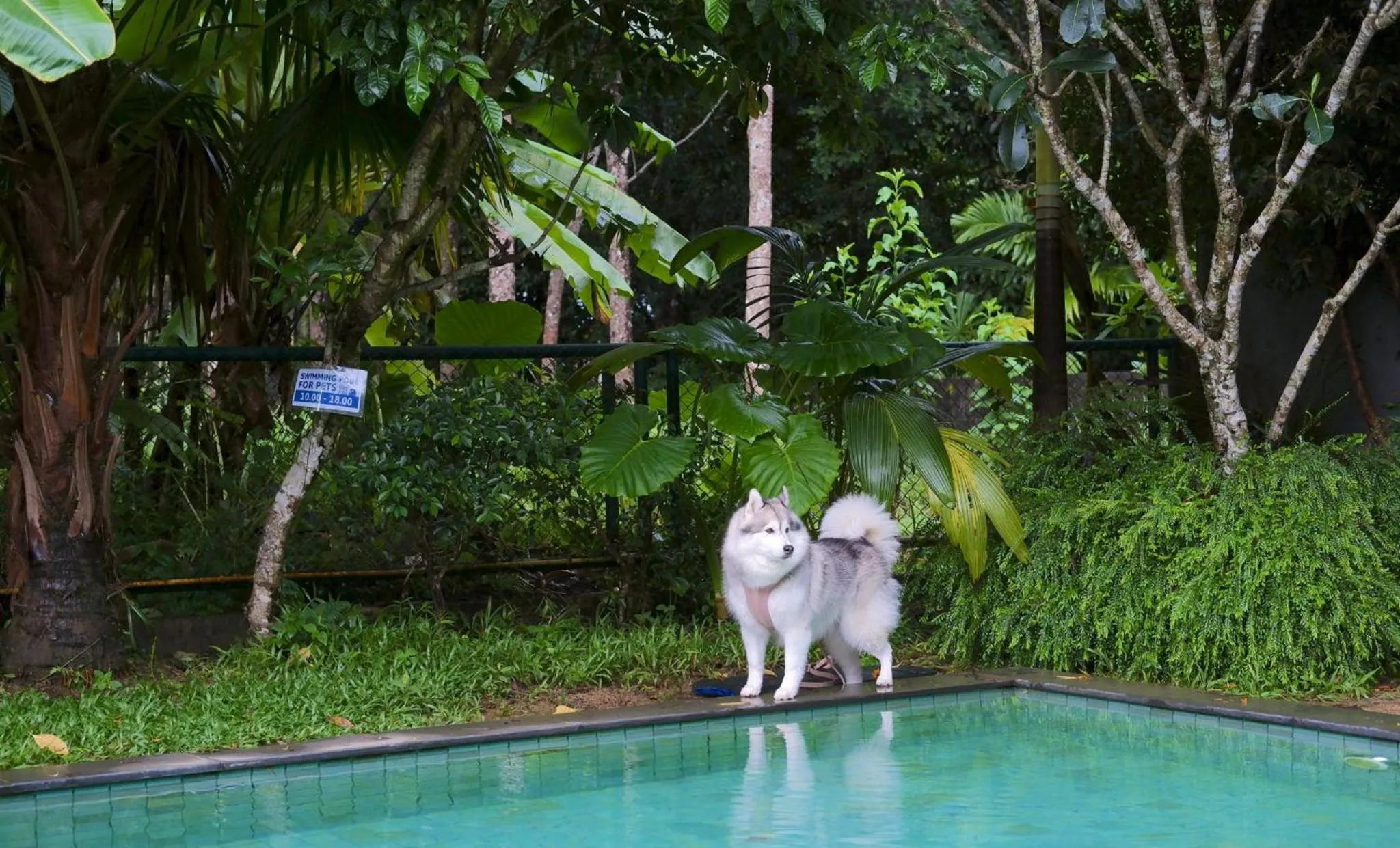 Swimming pool in Kokotel Khao Lak Isara Casa