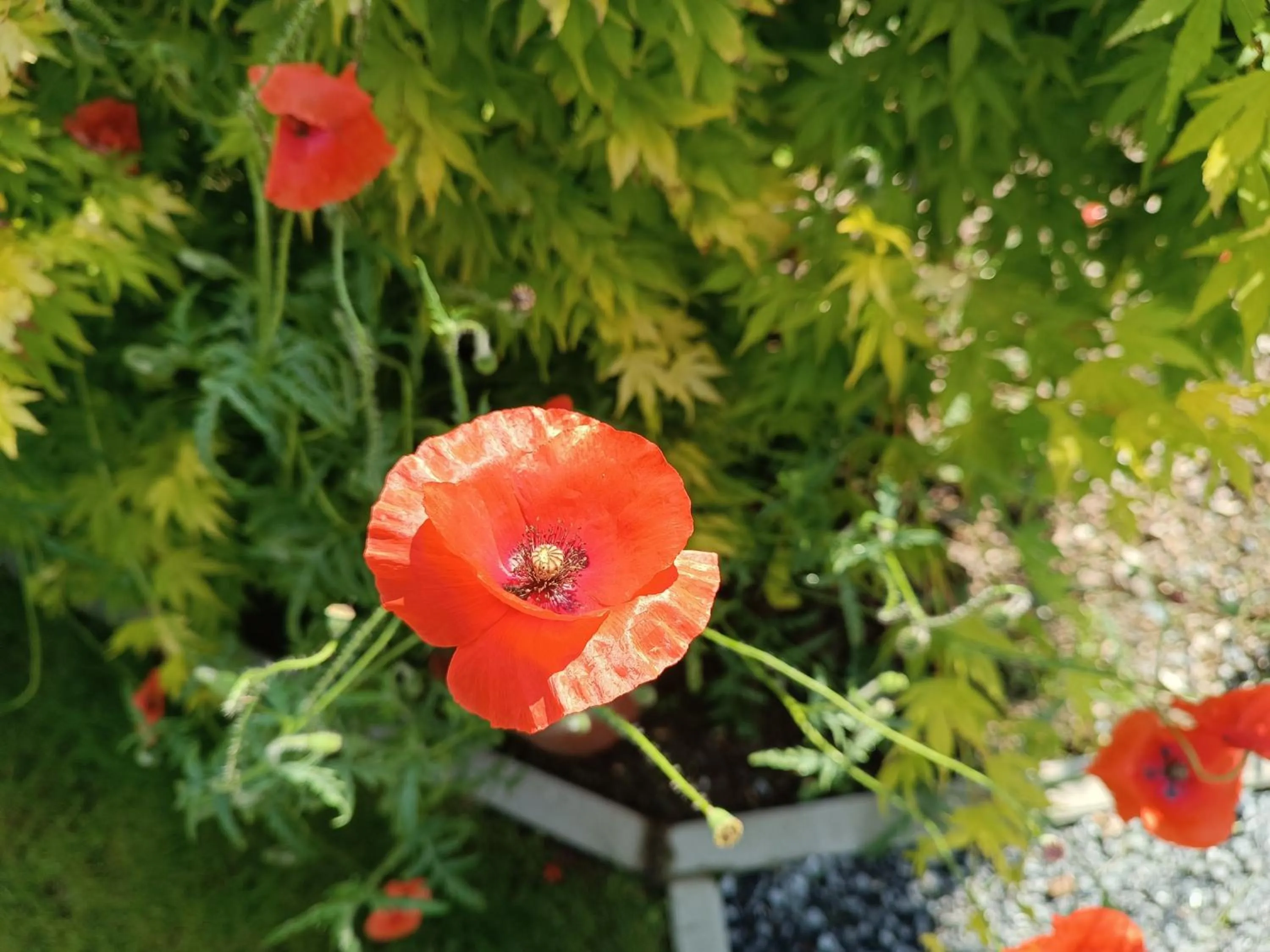Garden in B&B Ferme du Petit Breuil