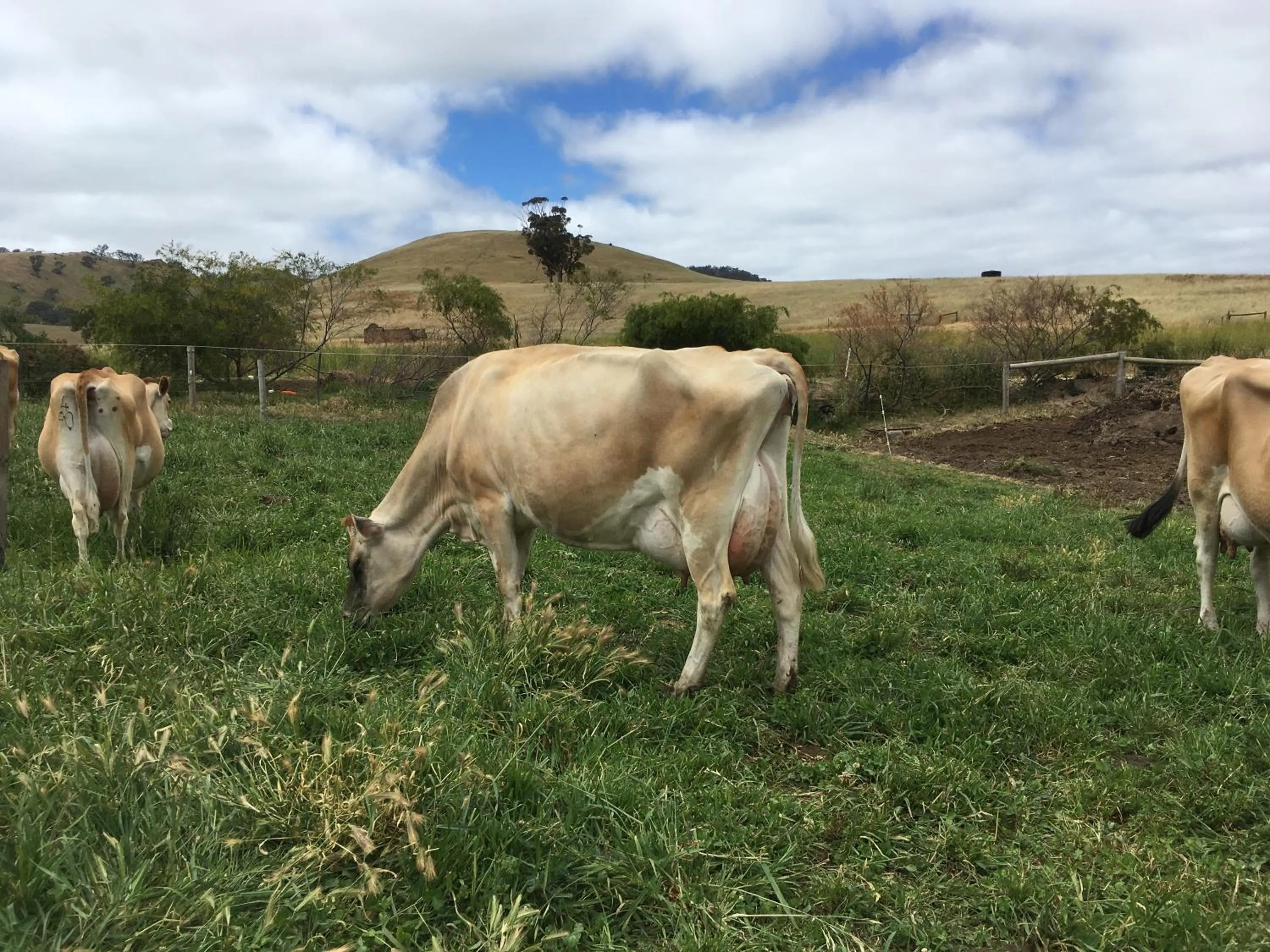 Property building in Dairyman's Cottage