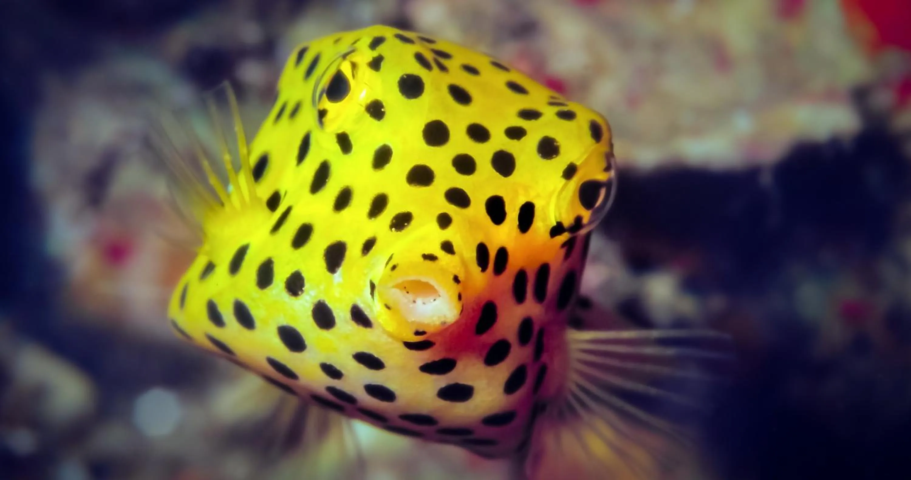 Activities in The Tarna Resort, Koh Tao