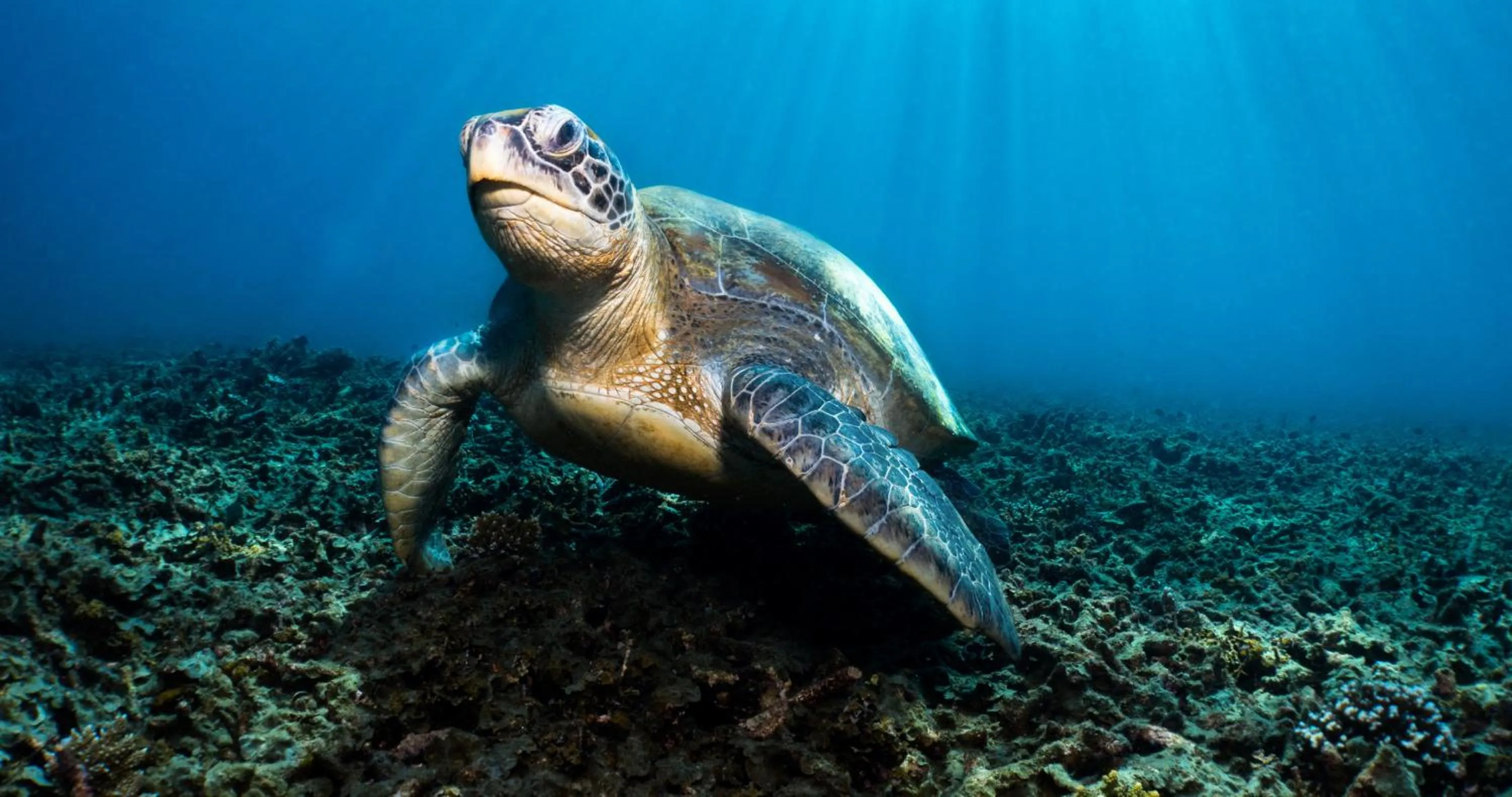 Activities in The Tarna Resort, Koh Tao