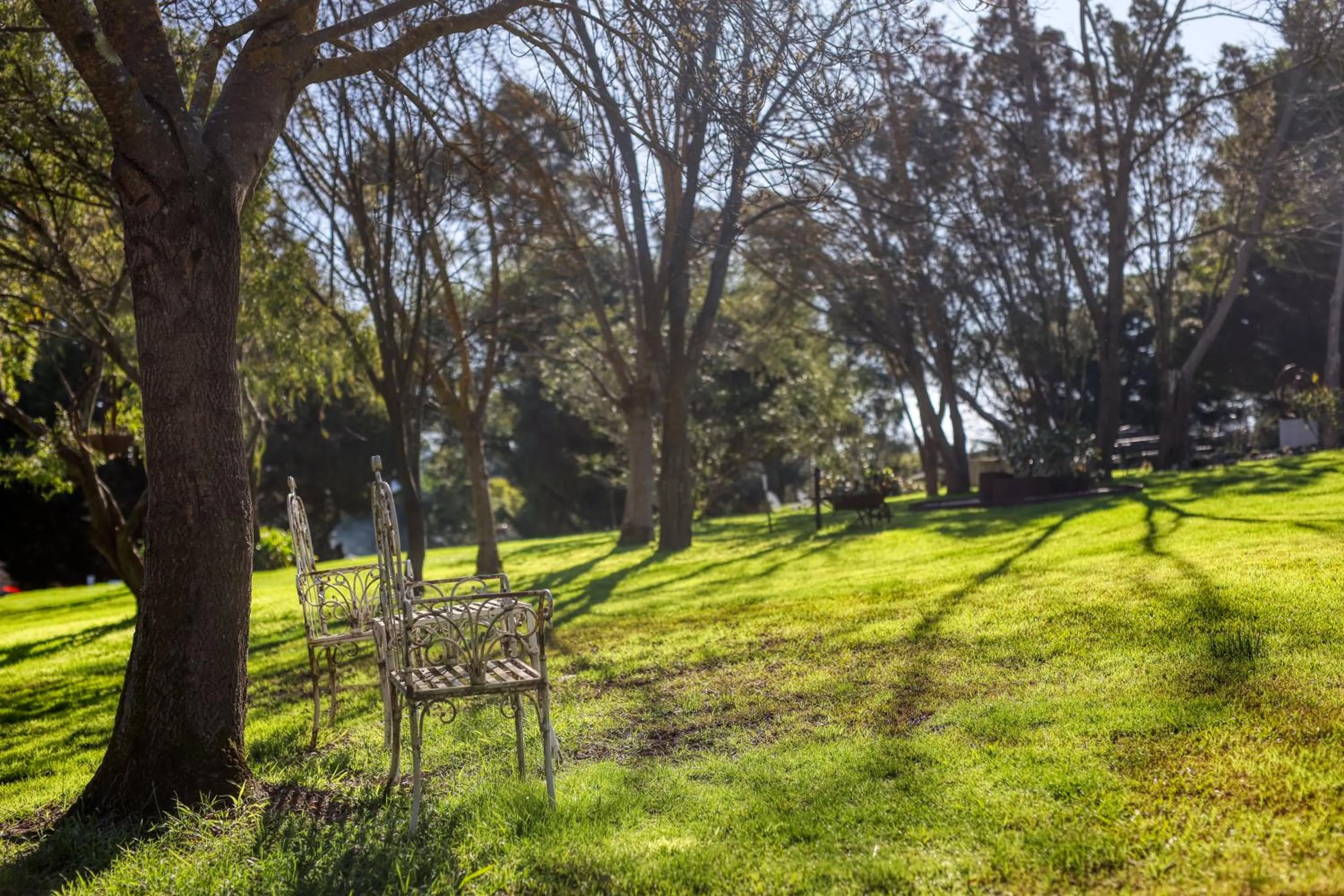 Garden in Yarra Gables