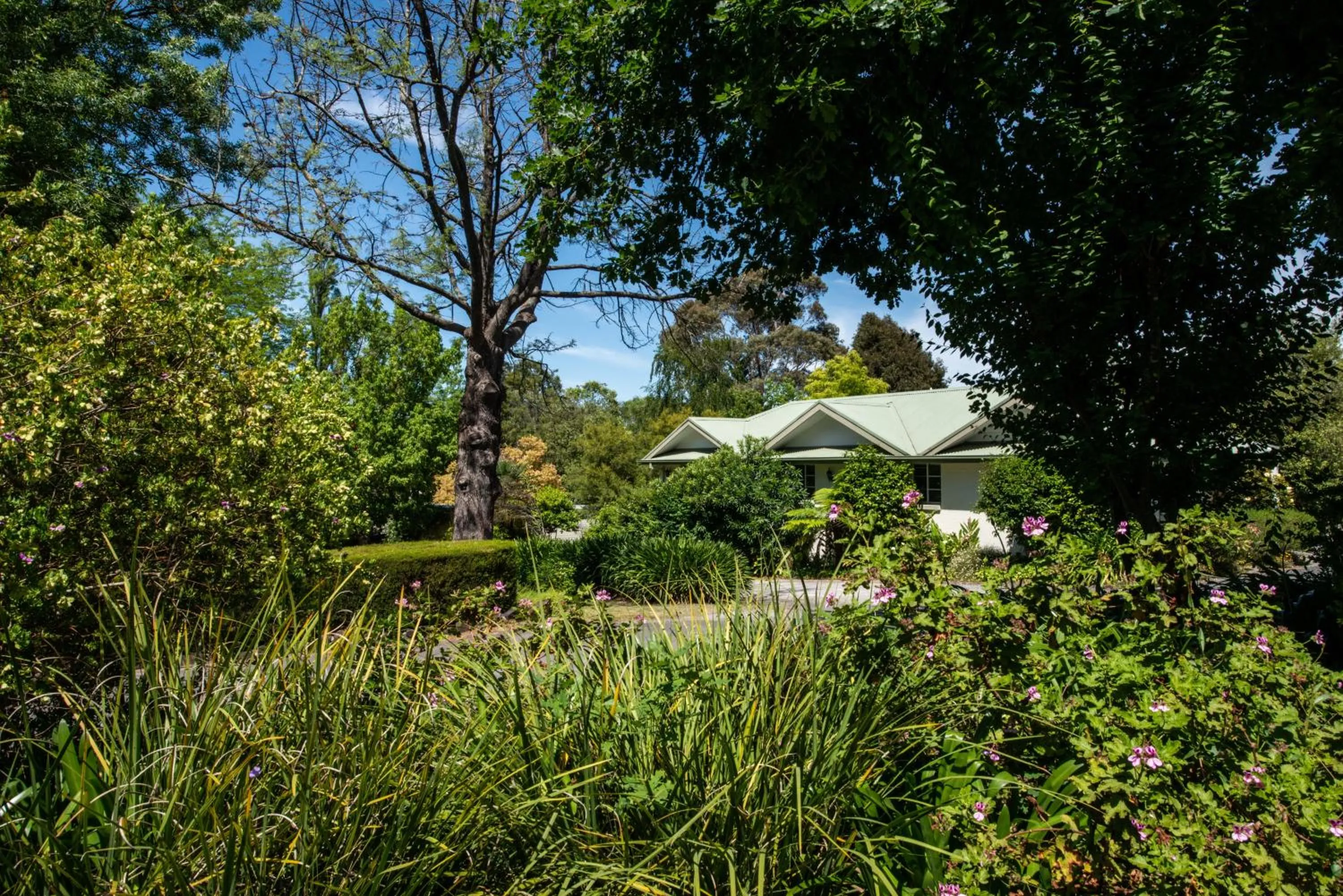 Garden view in Yarra Gables