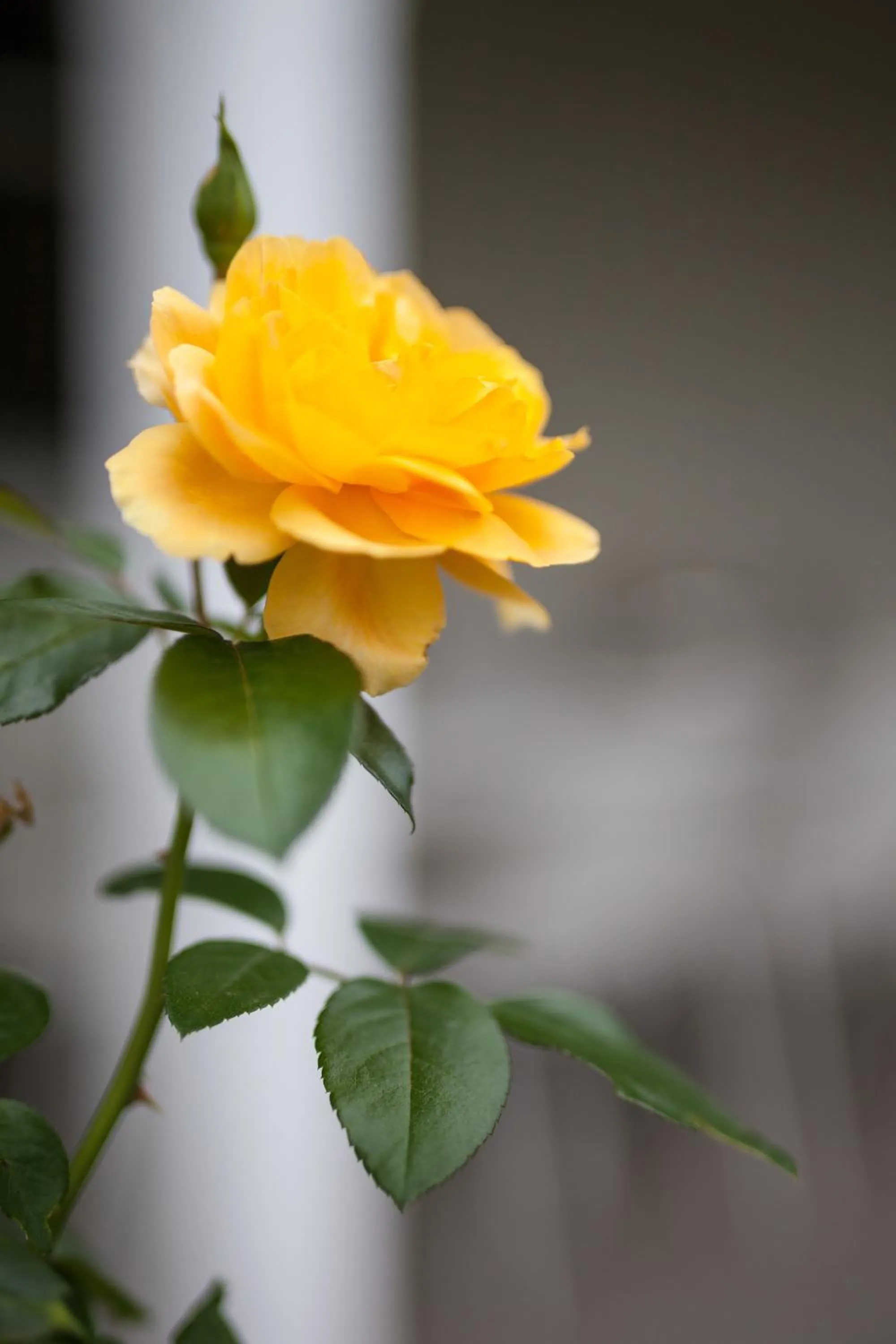 Spring in Yarra Gables