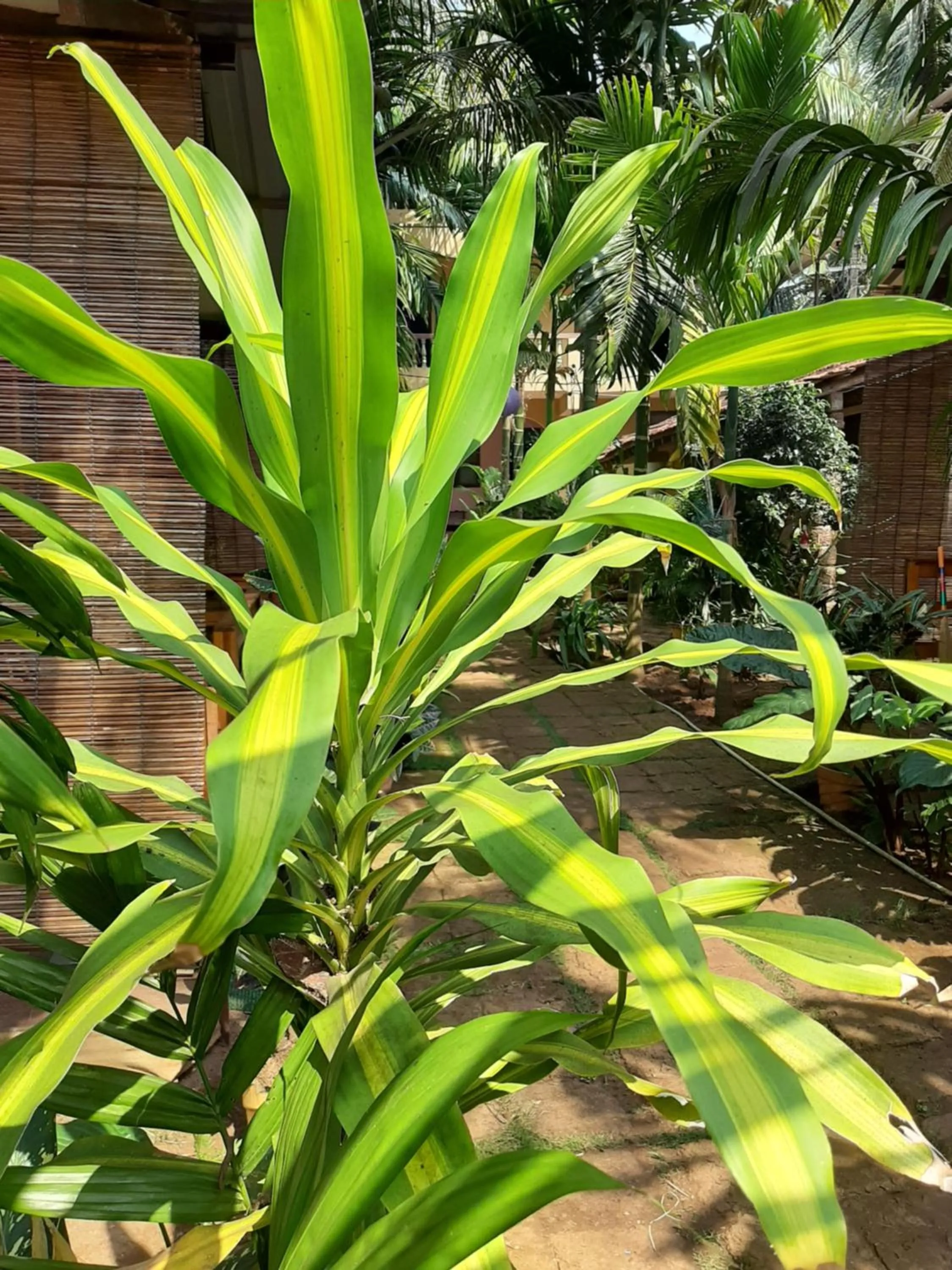 Agonda Holiday Home