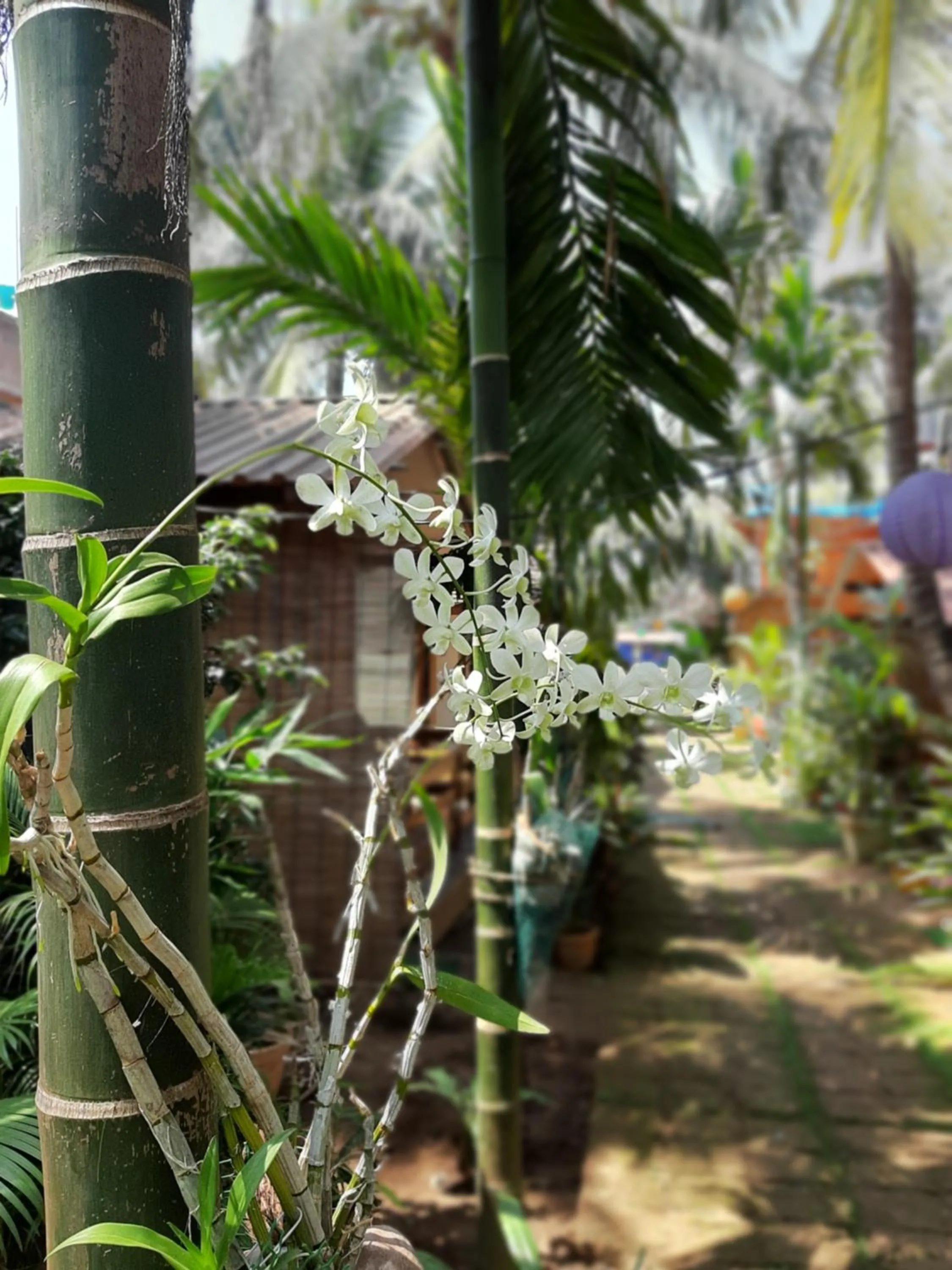 Agonda Holiday Home