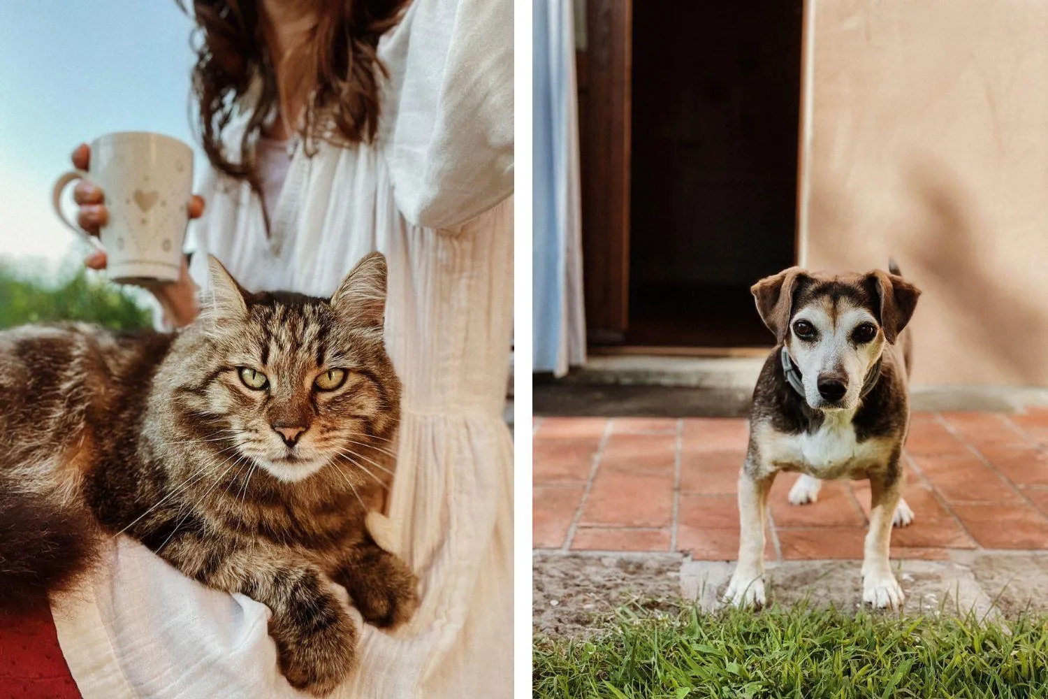 Pets in A'Loro B&B