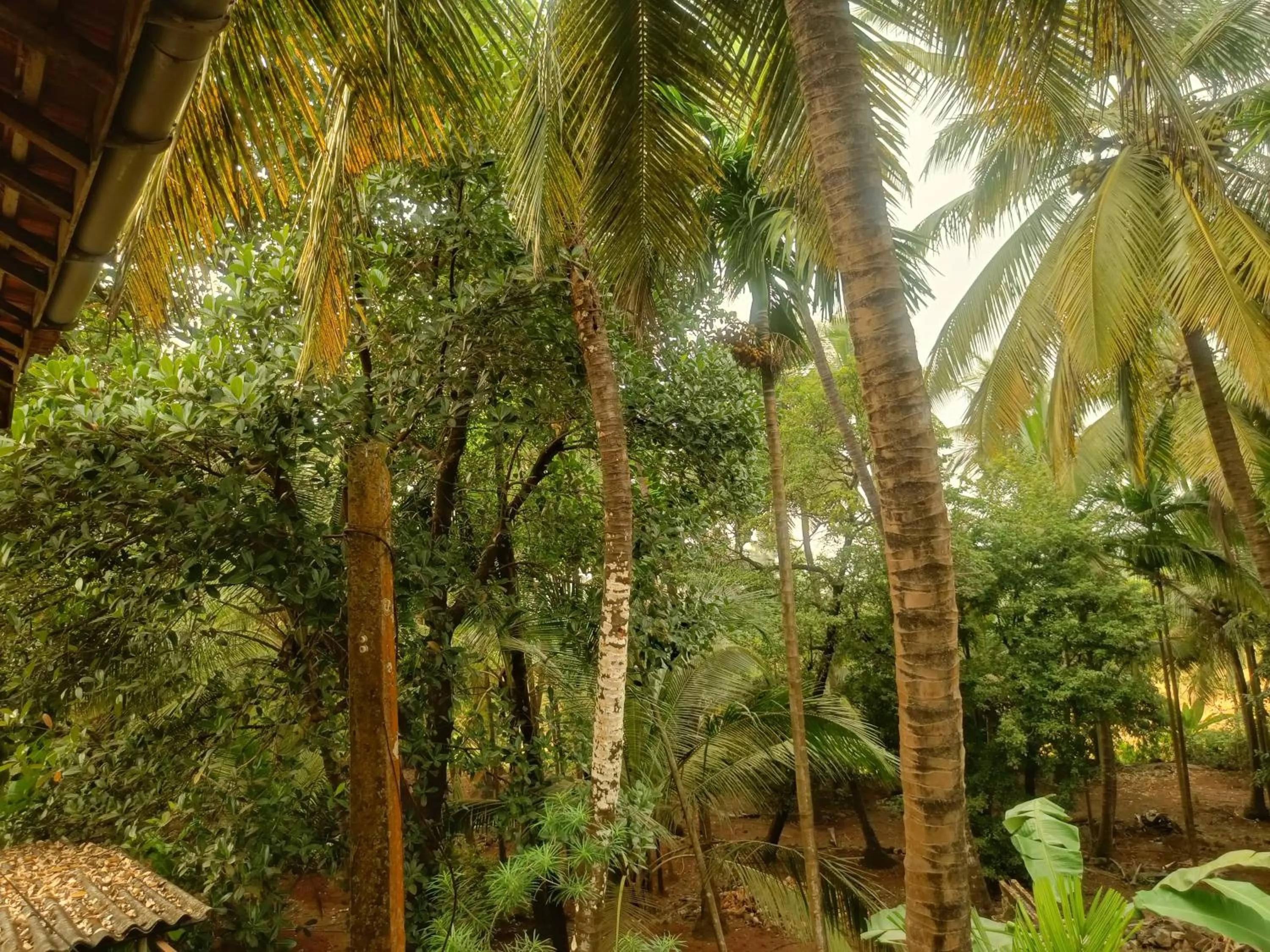 Garden in Shantadurga Beachside Homestay