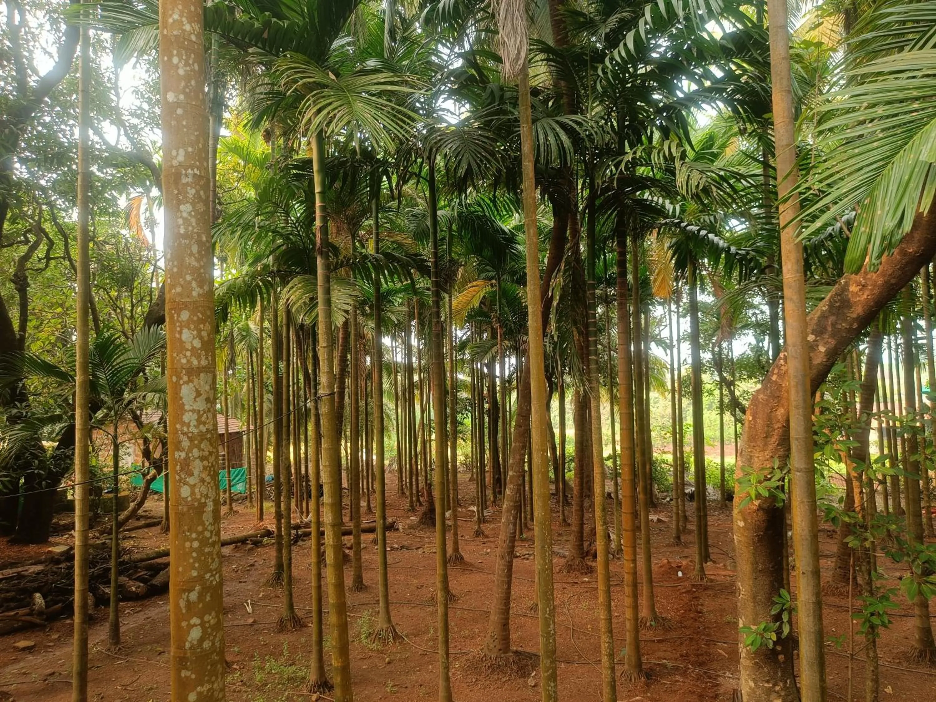 Shantadurga Beachside Homestay