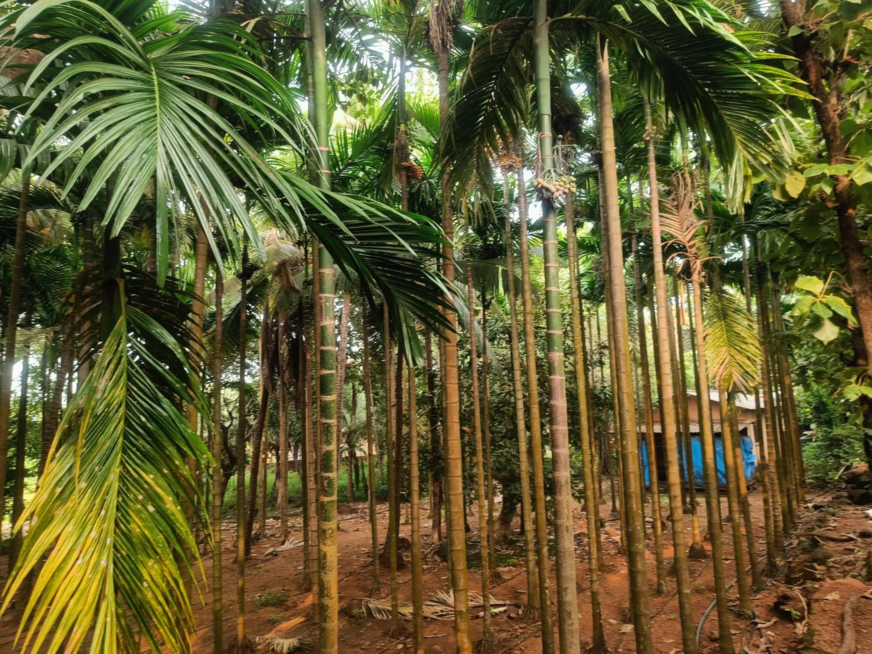 Shantadurga Beachside Homestay