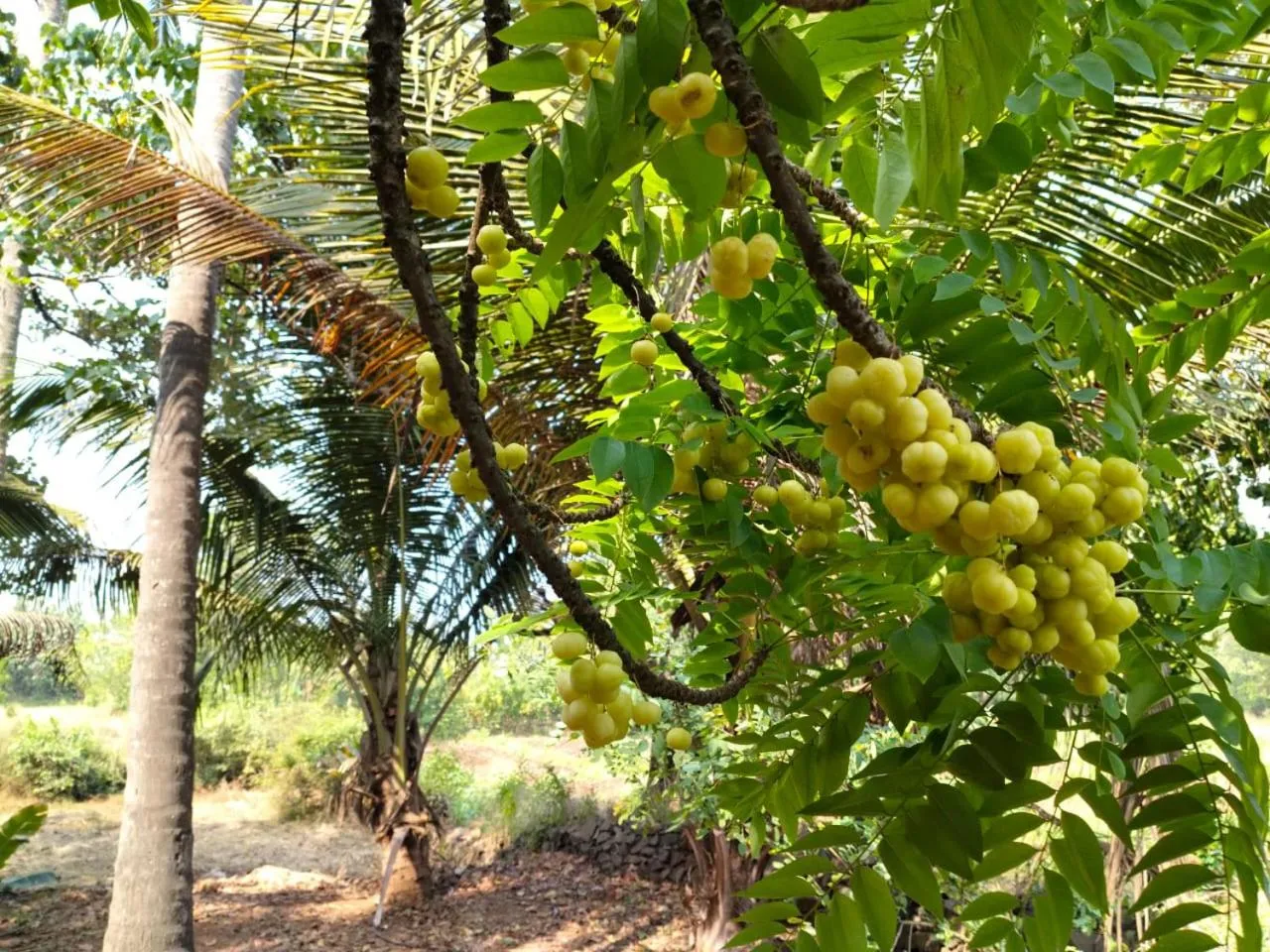 Shantadurga Beachside Homestay
